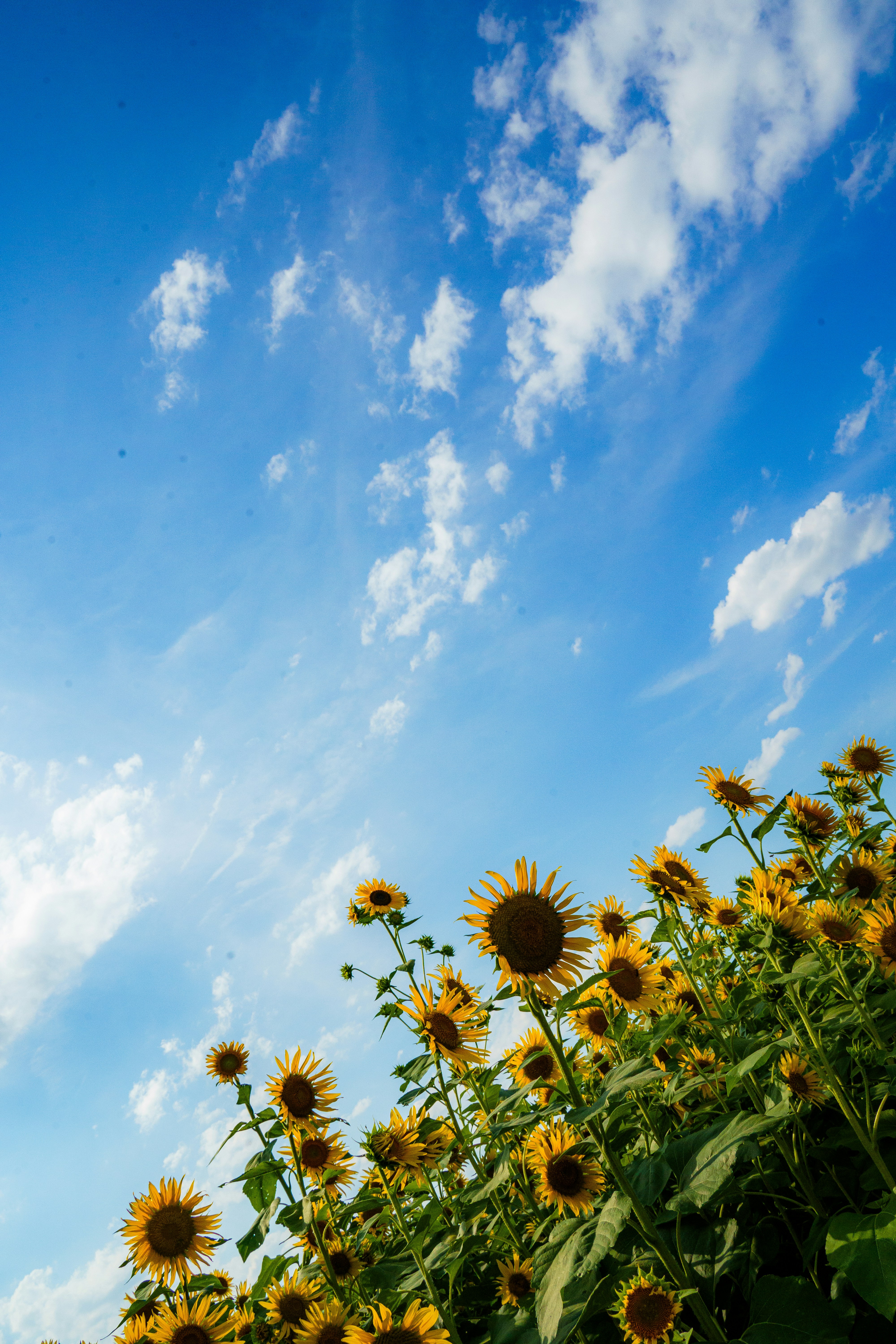 Photo by kent_shimazaki