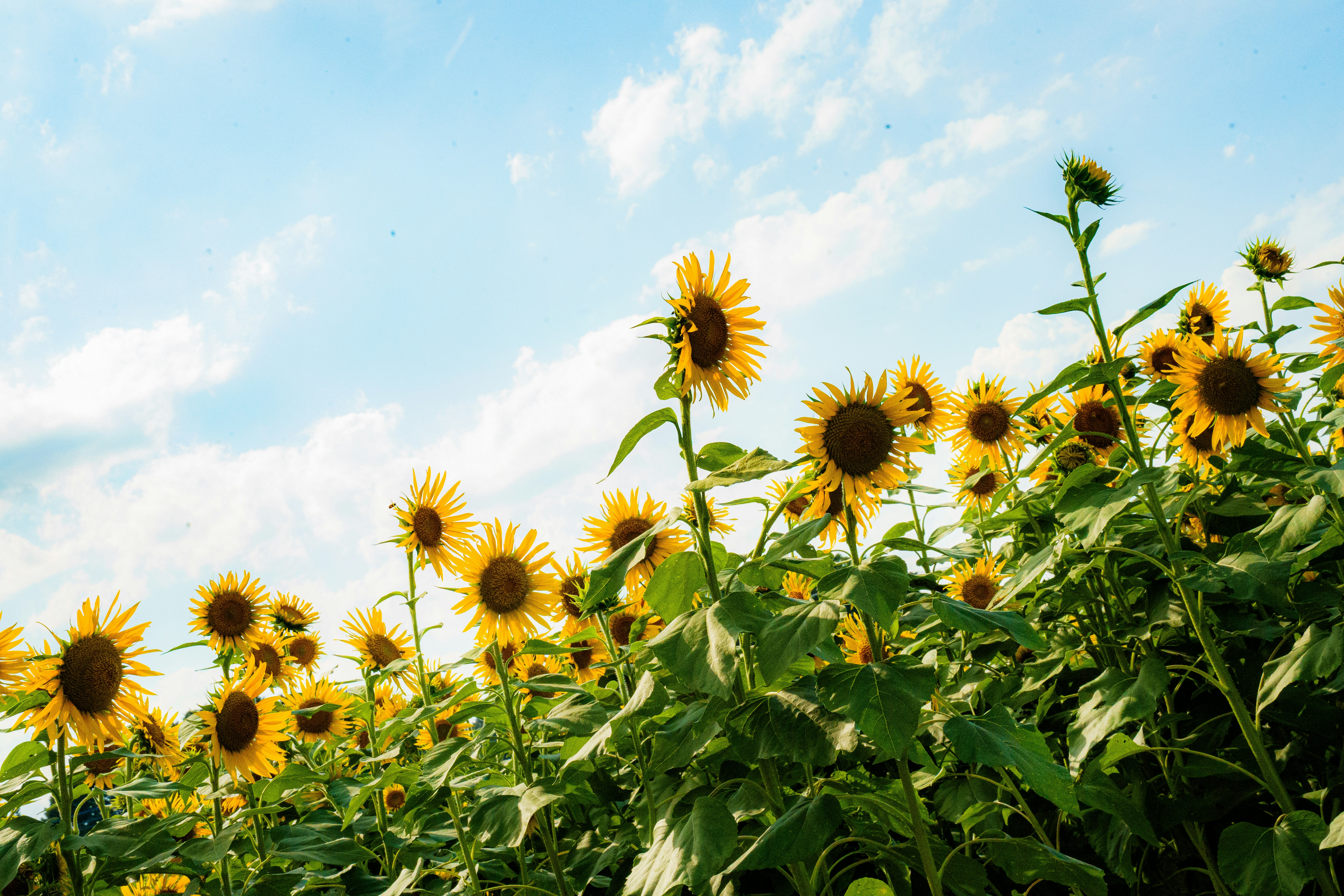 Photo by kent_shimazaki