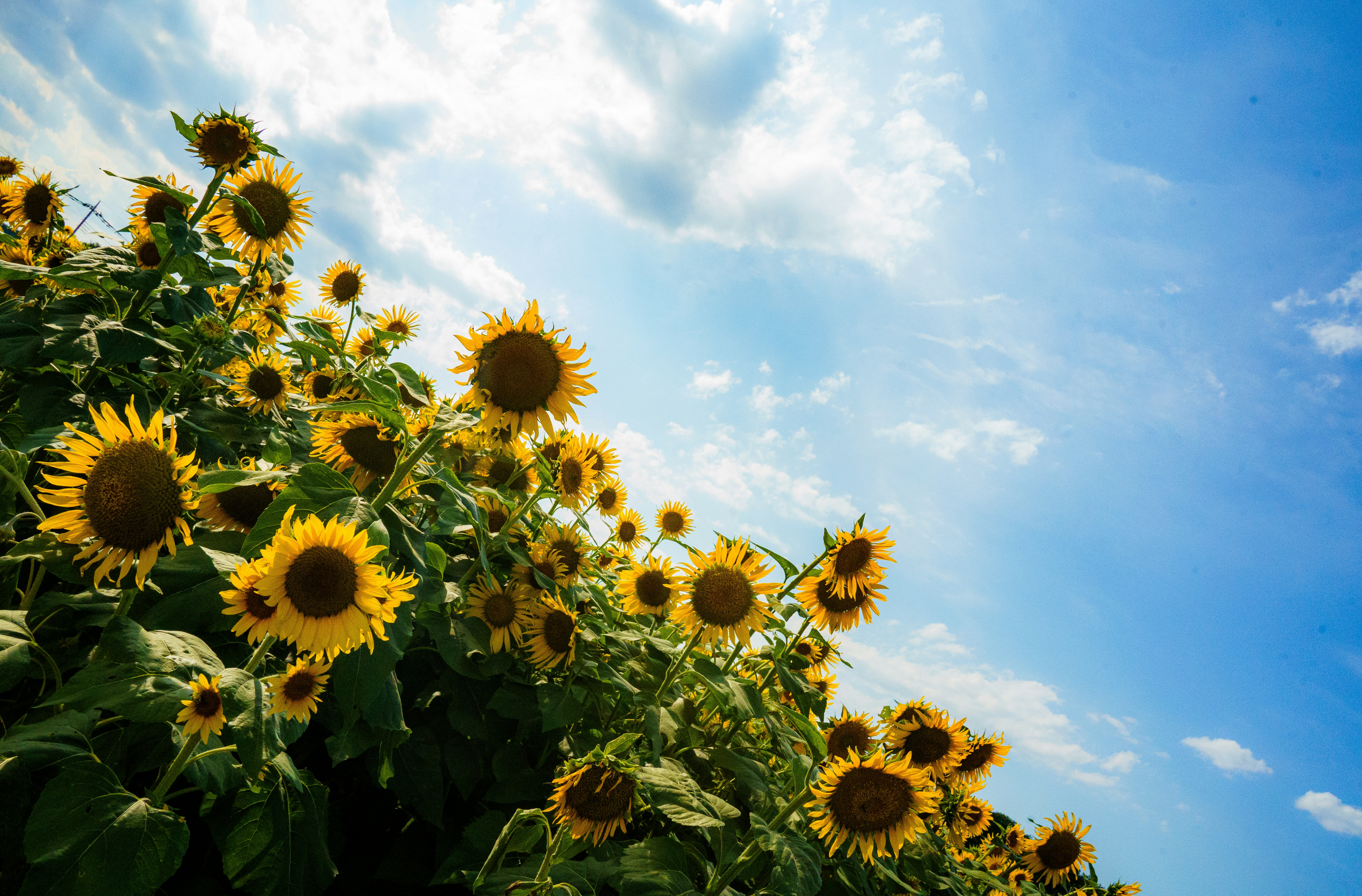 Photo by kent_shimazaki