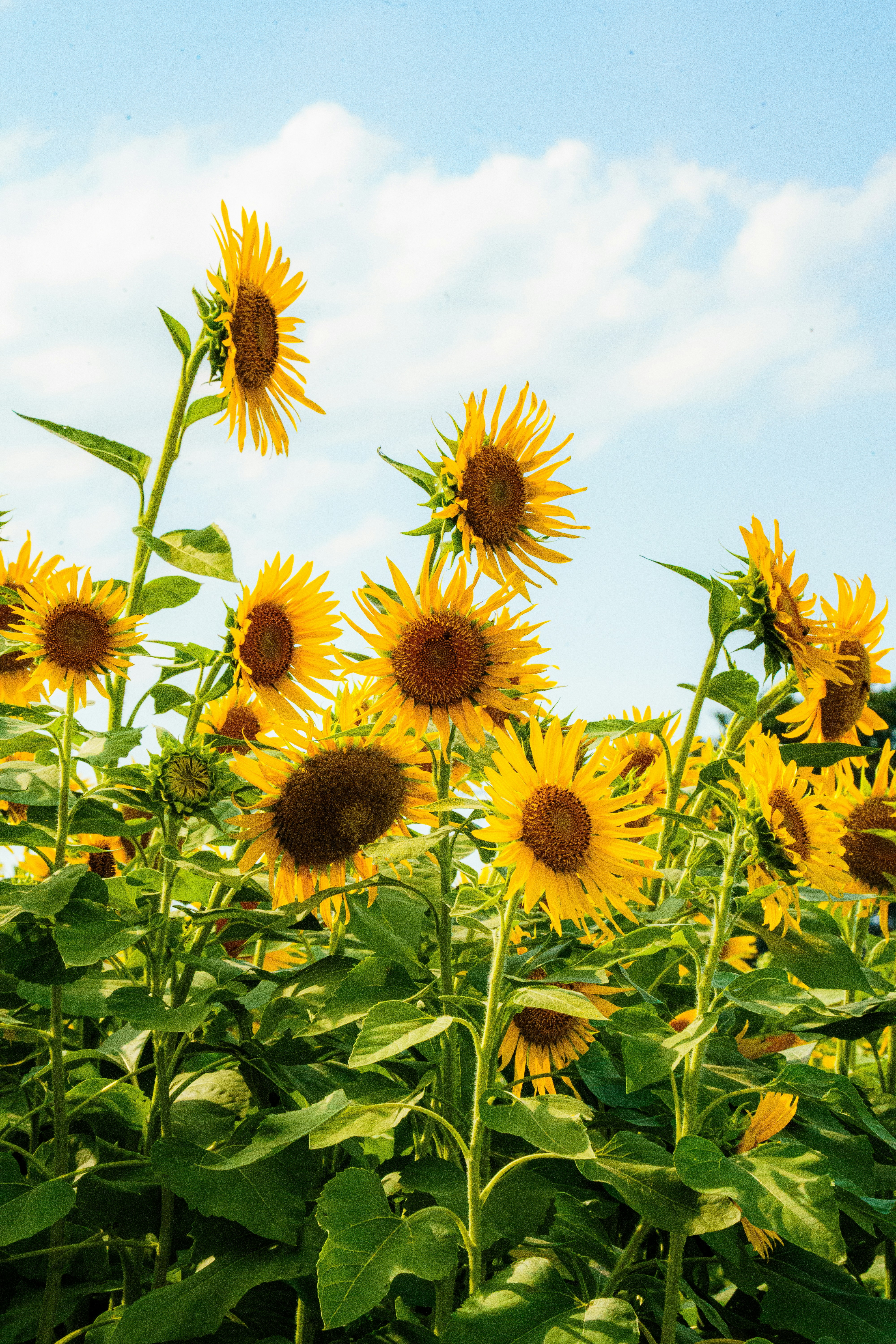 Photo by kent_shimazaki