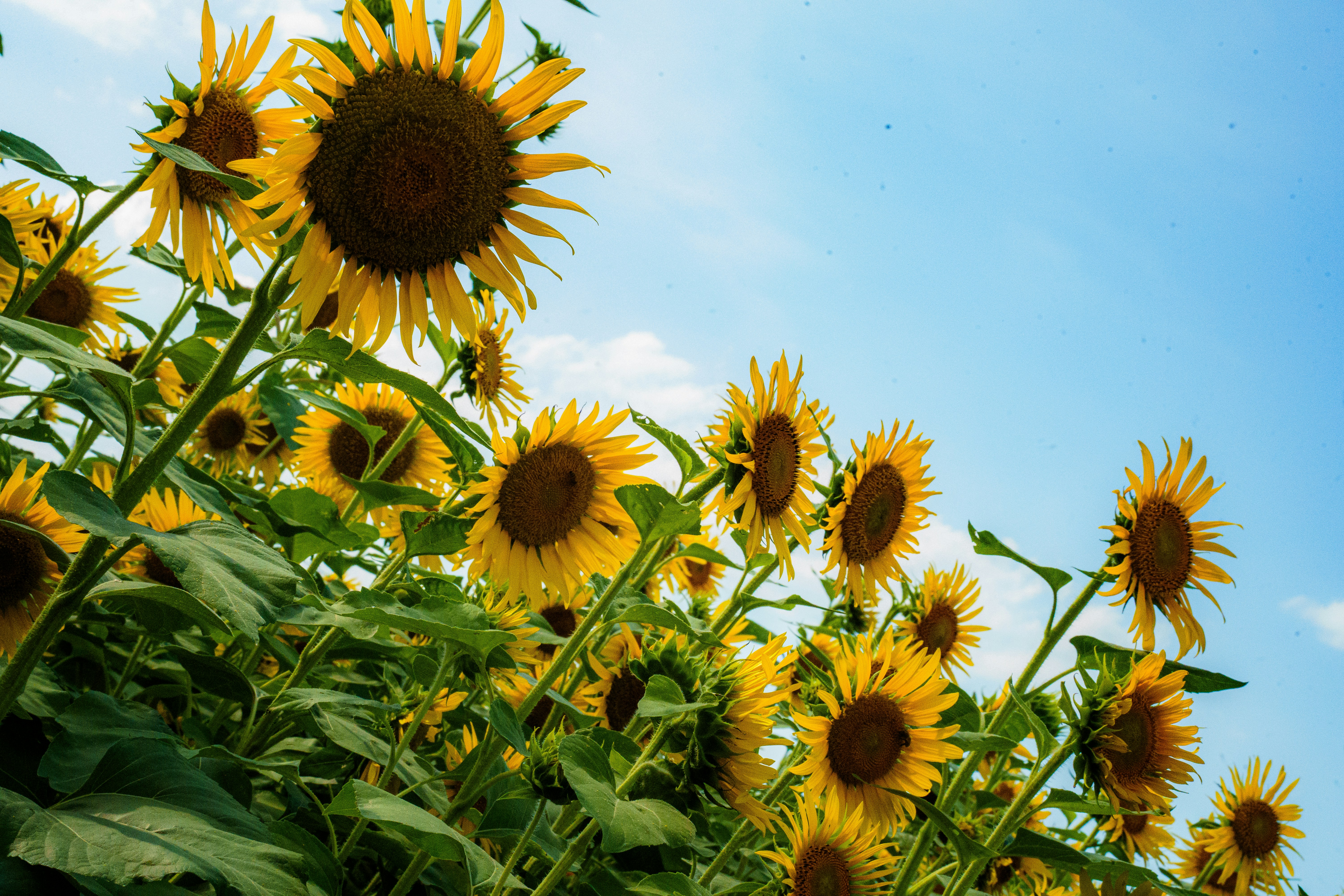 Photo by kent_shimazaki