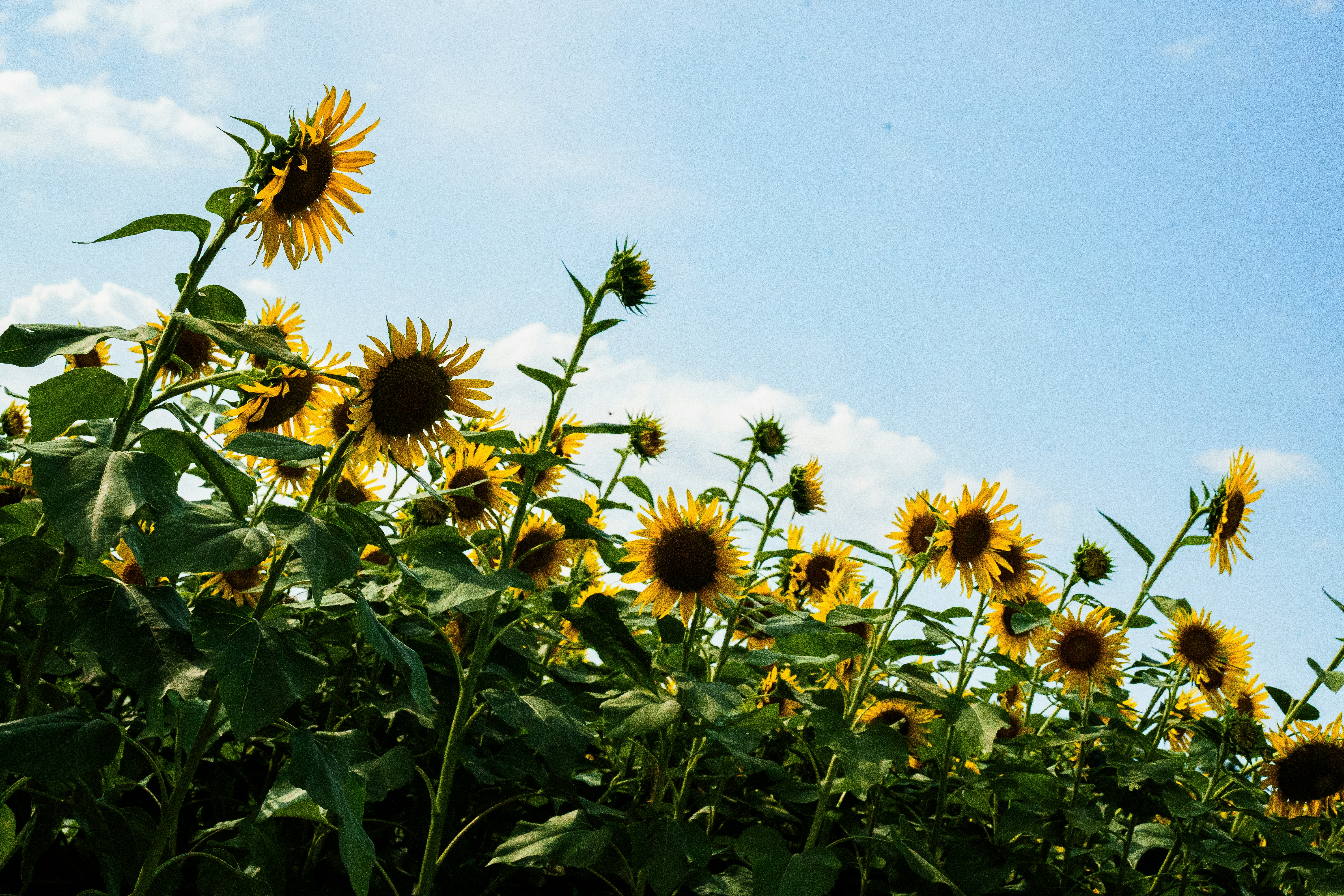 Photo by kent_shimazaki