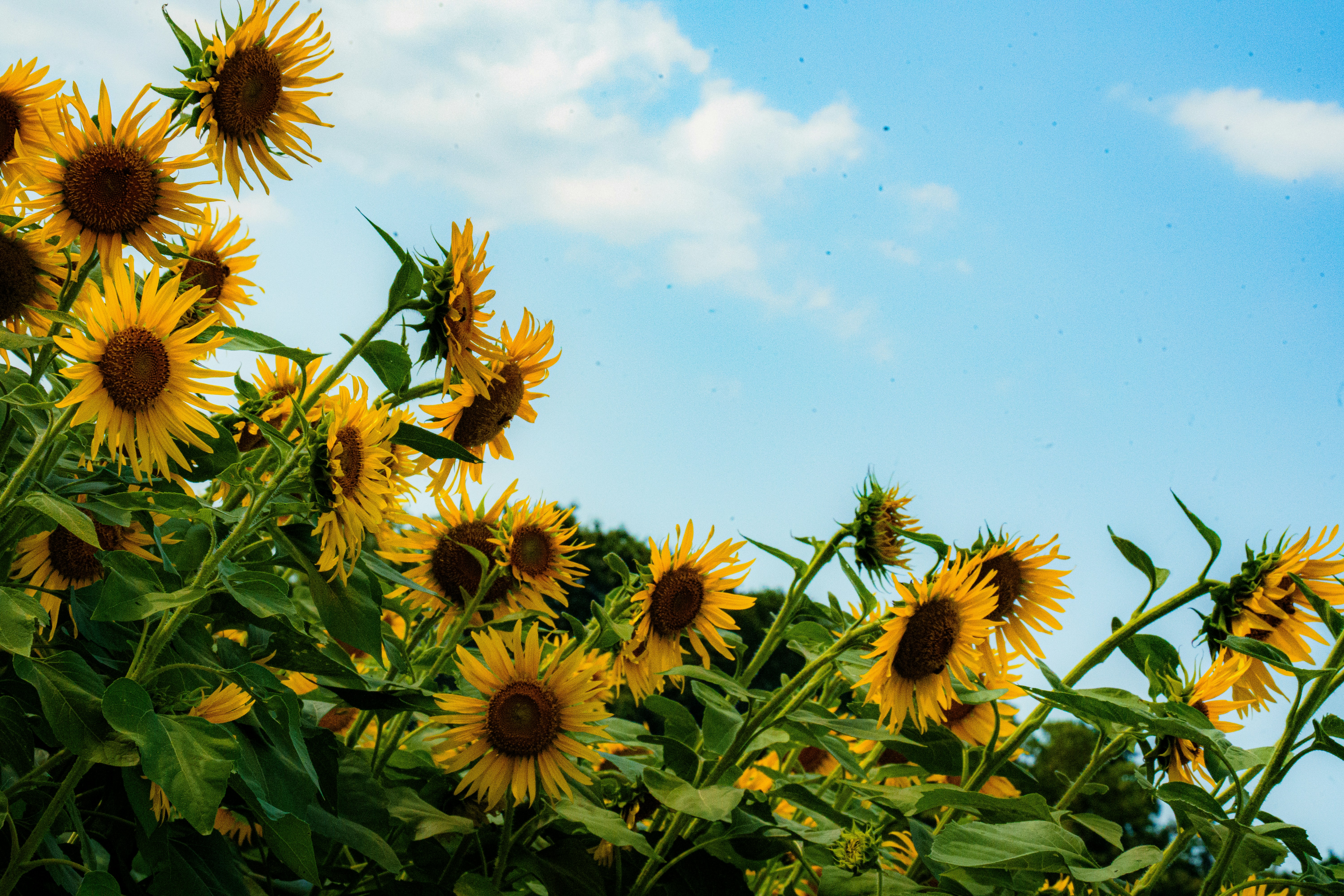 Photo by kent_shimazaki