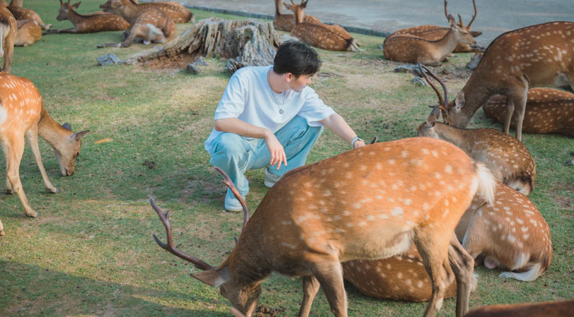 A man kneeling down next to a herd of deer