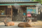Two deer laying down in front of a store