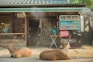 Two deer laying down in front of a store