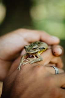 A person holding a small frog in their hands