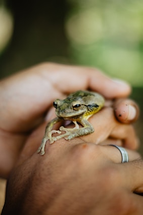 A person holding a small frog in their hands