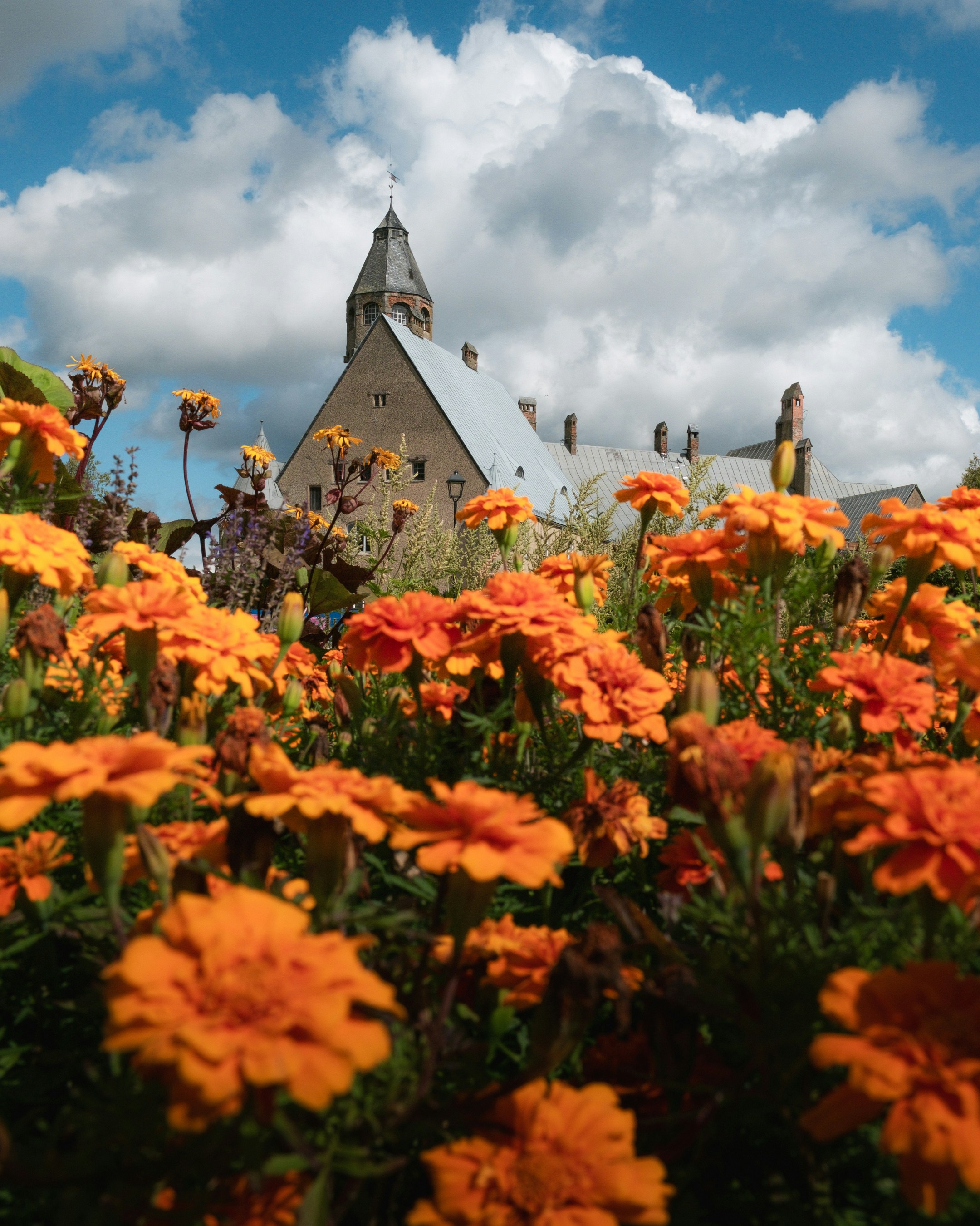 Un campo de flores naranjos con una iglesia al fondo