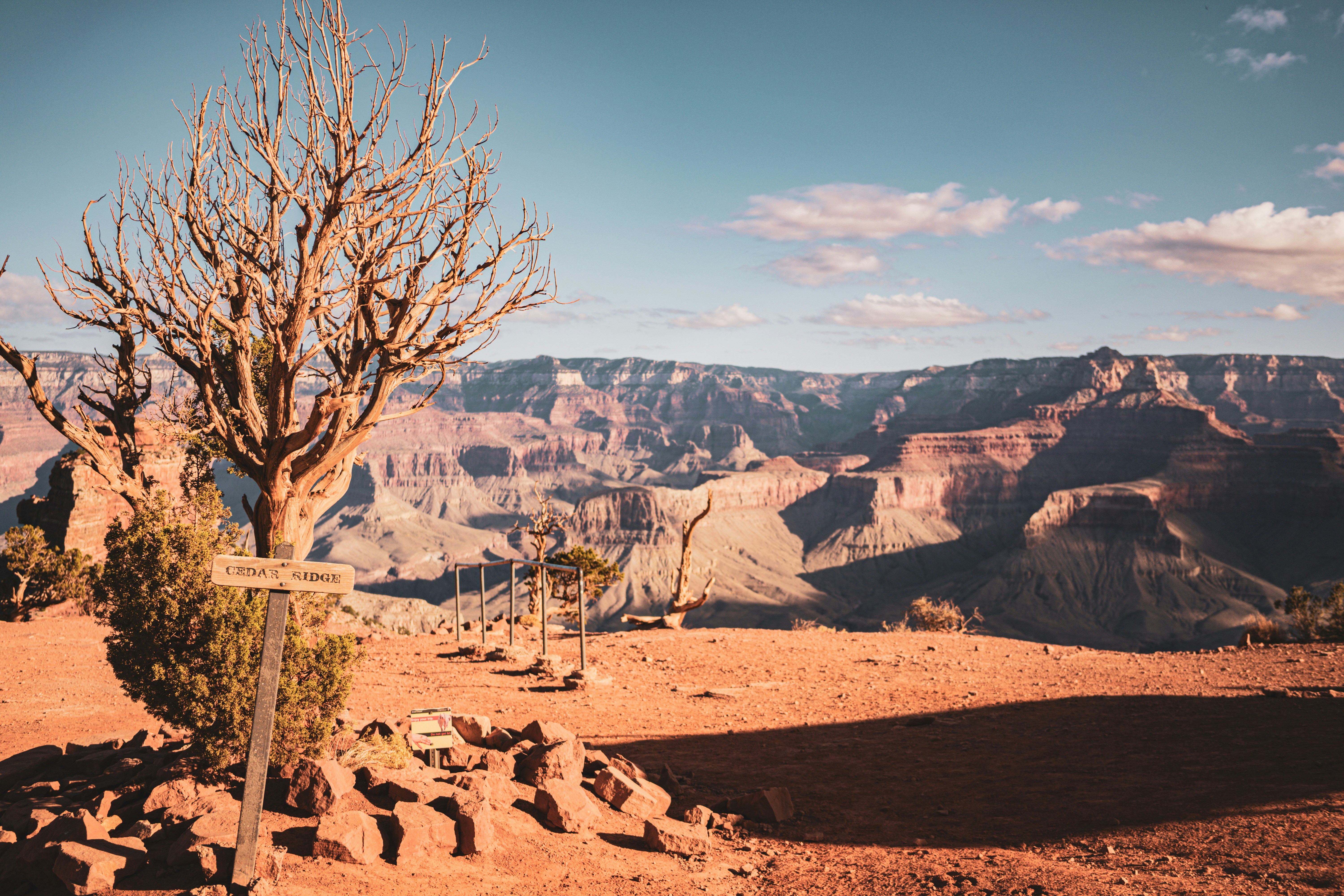 A lone tree in the middle of a desert, 