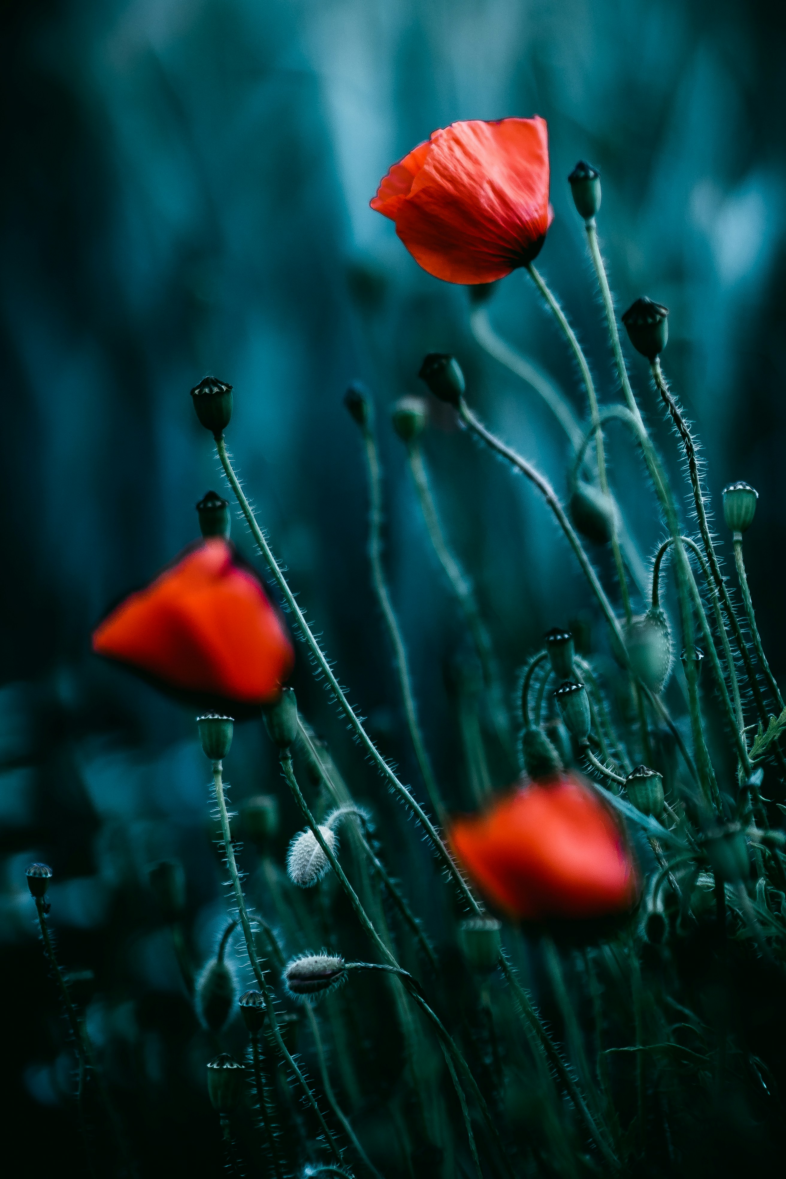 Photo by bl1ckfangfotografie