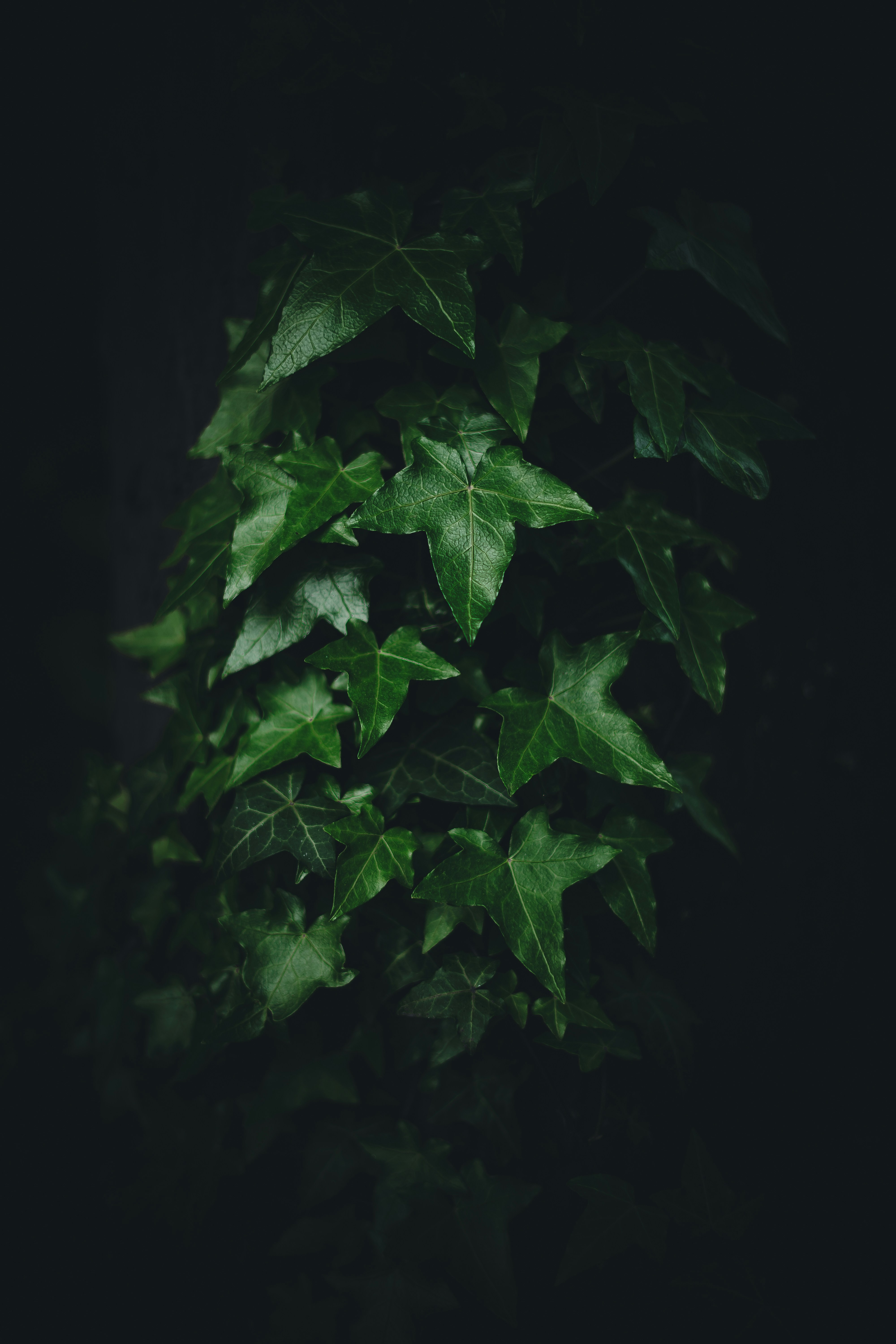 Photo by bl1ckfangfotografie