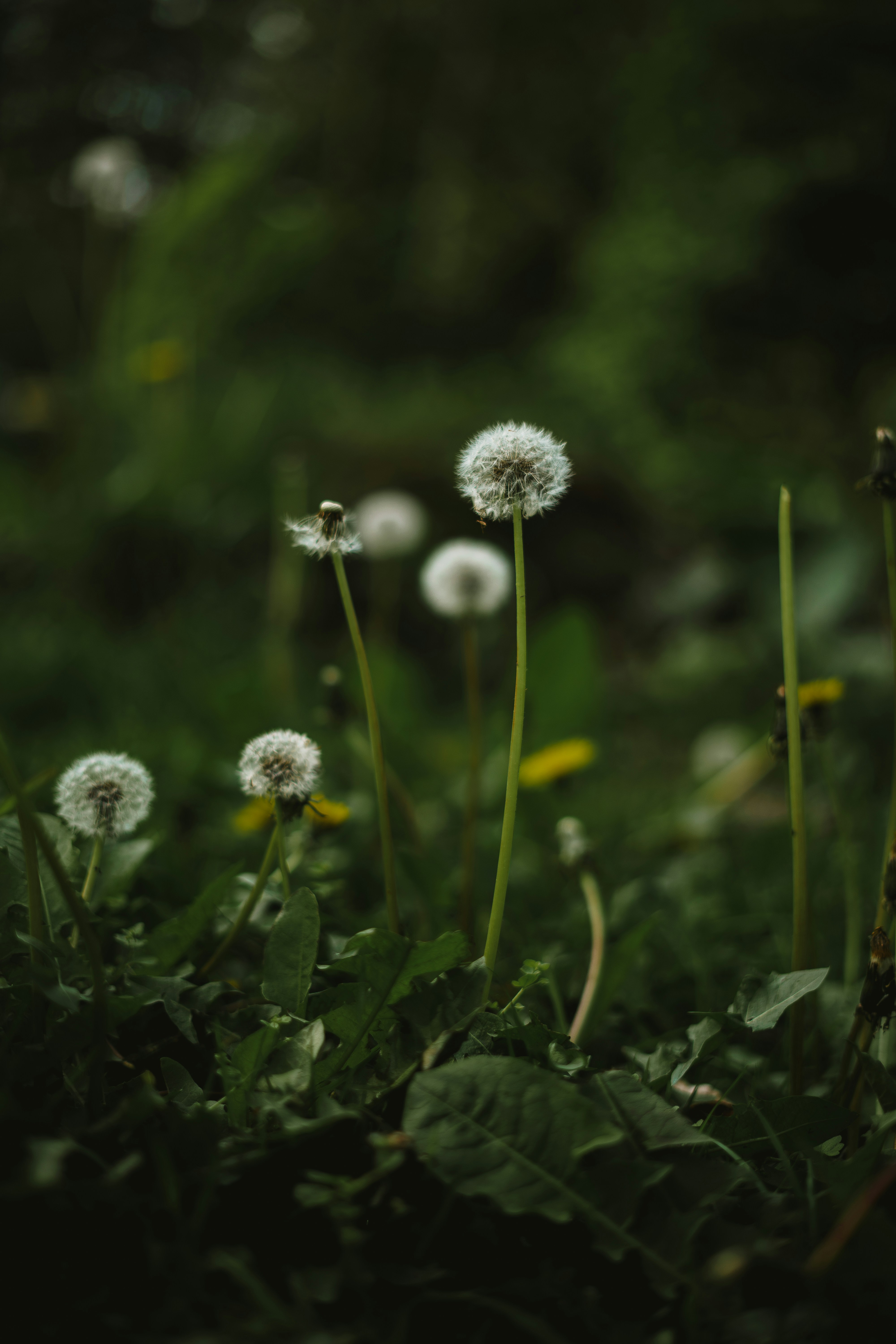 Photo by bl1ckfangfotografie