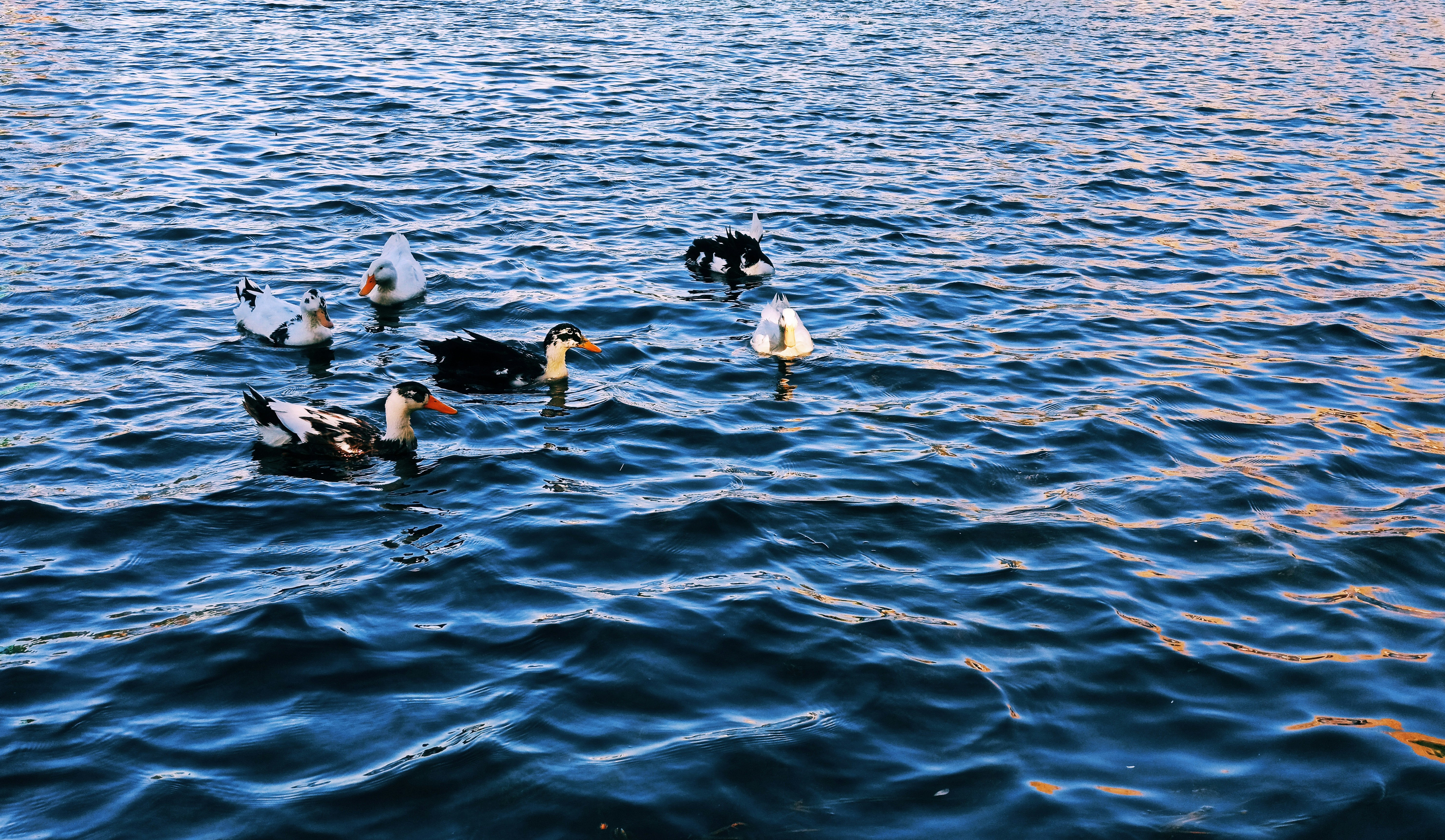 Photo by rashedpaykary