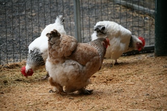 A group of chickens standing next to each other