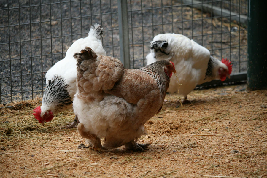 A group of healthy chickens raised at Prime Poultry TZ Limited