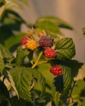 Raspberries growing on a bush with green leaves