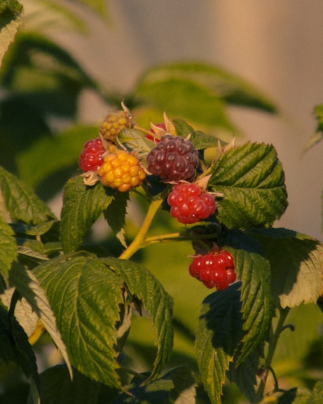 Raspberries growing on a bush with green leaves