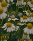 A bunch of white and yellow flowers in a field
