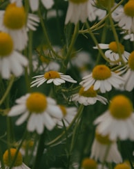 A bunch of white and yellow flowers in a field