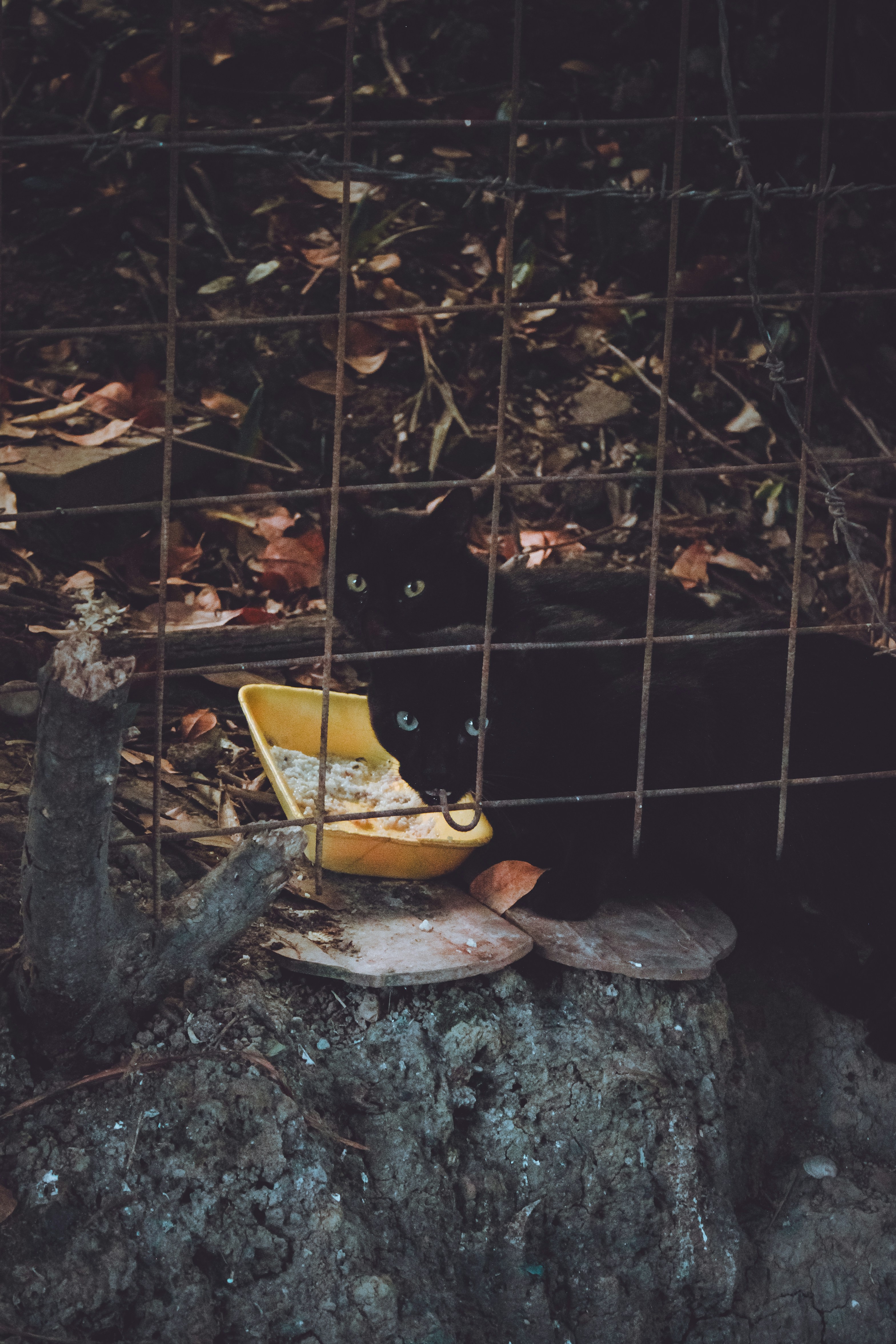 sad cat wallpaper, wallpaper, Tanda-Tanda Kucing Mau Mati: Panduan Lengkap 6