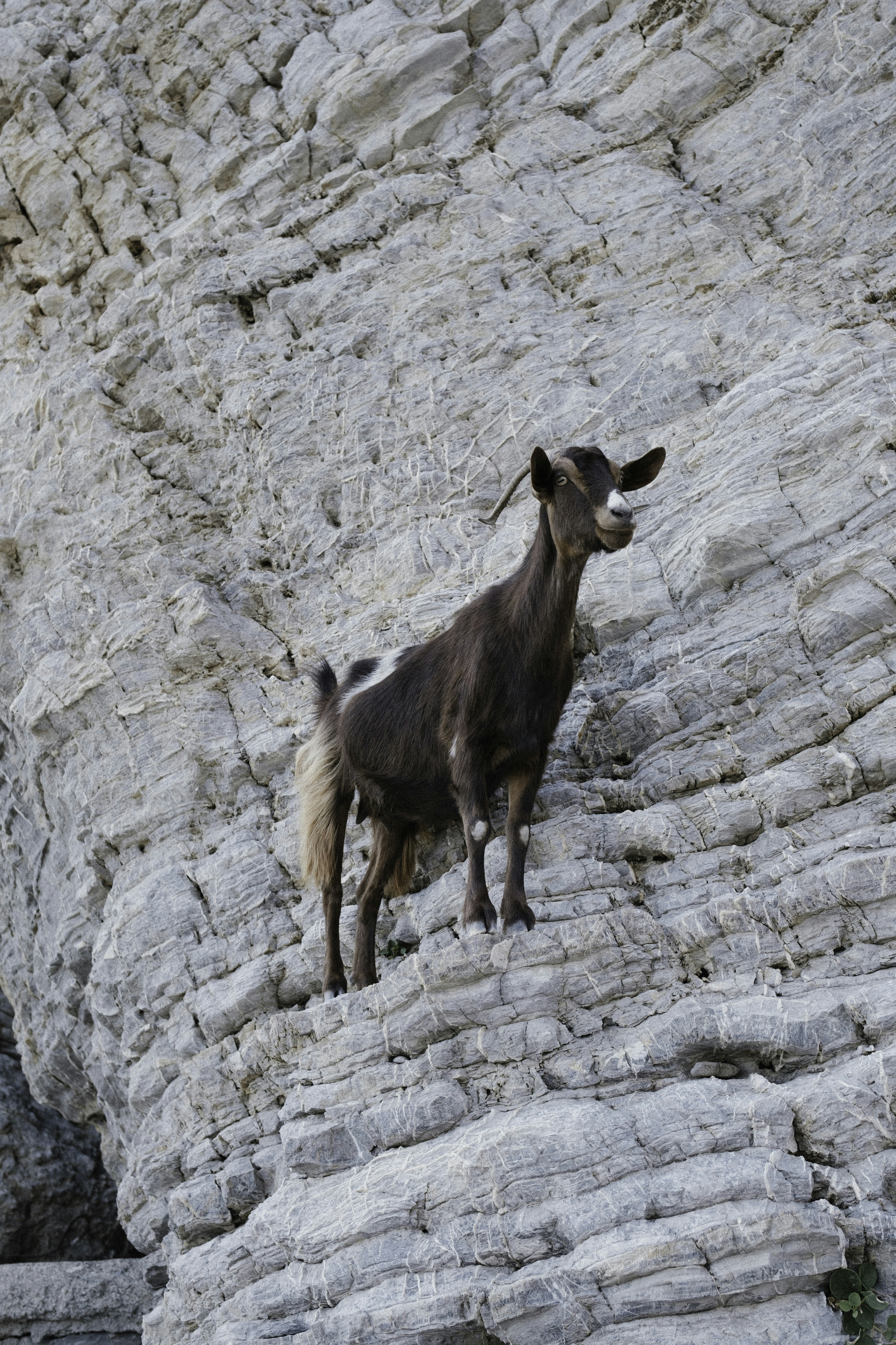 山の斜面を登る山羊の写真 – Unsplashの動物の無料画像
