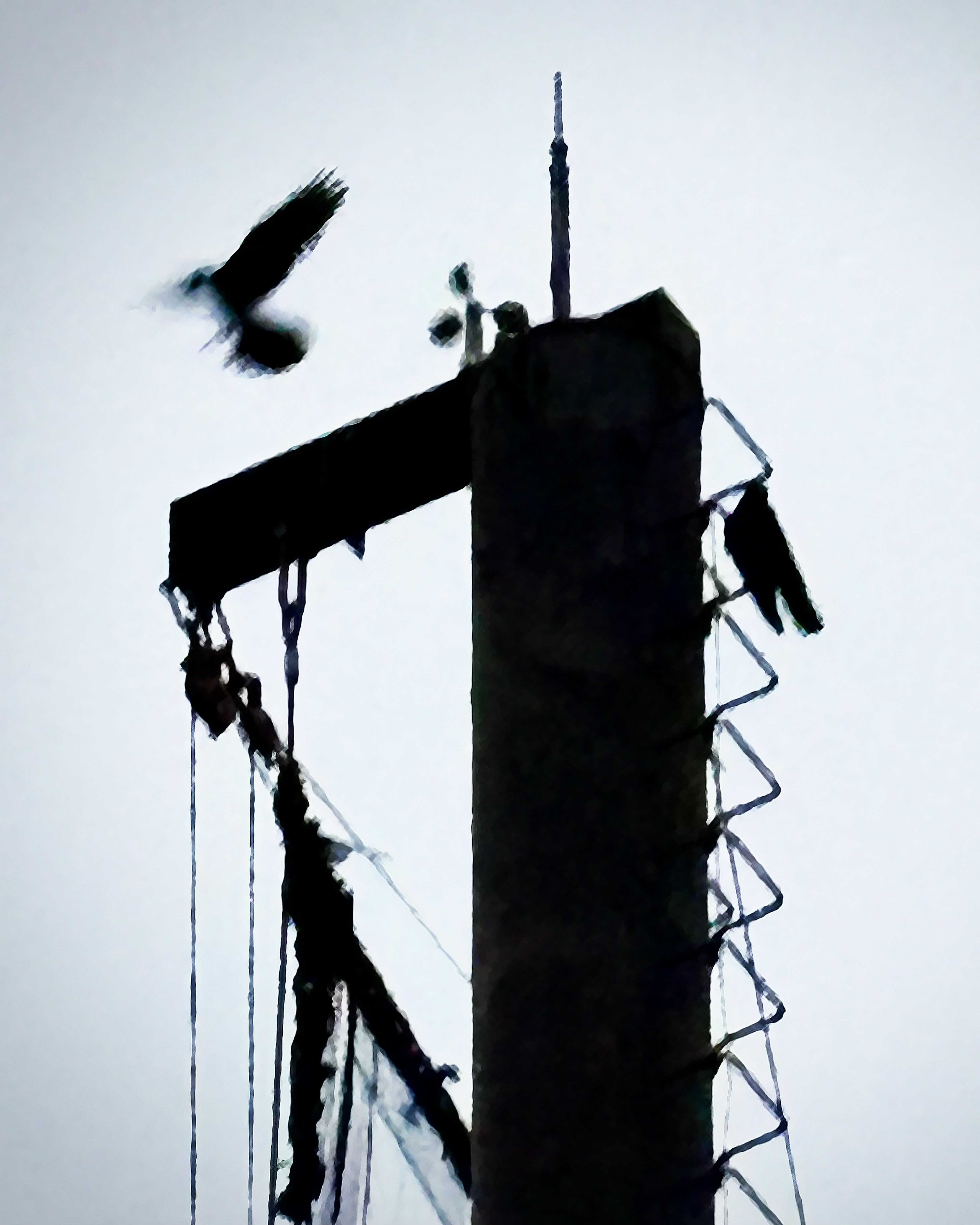 A bird is flying over a tall building
