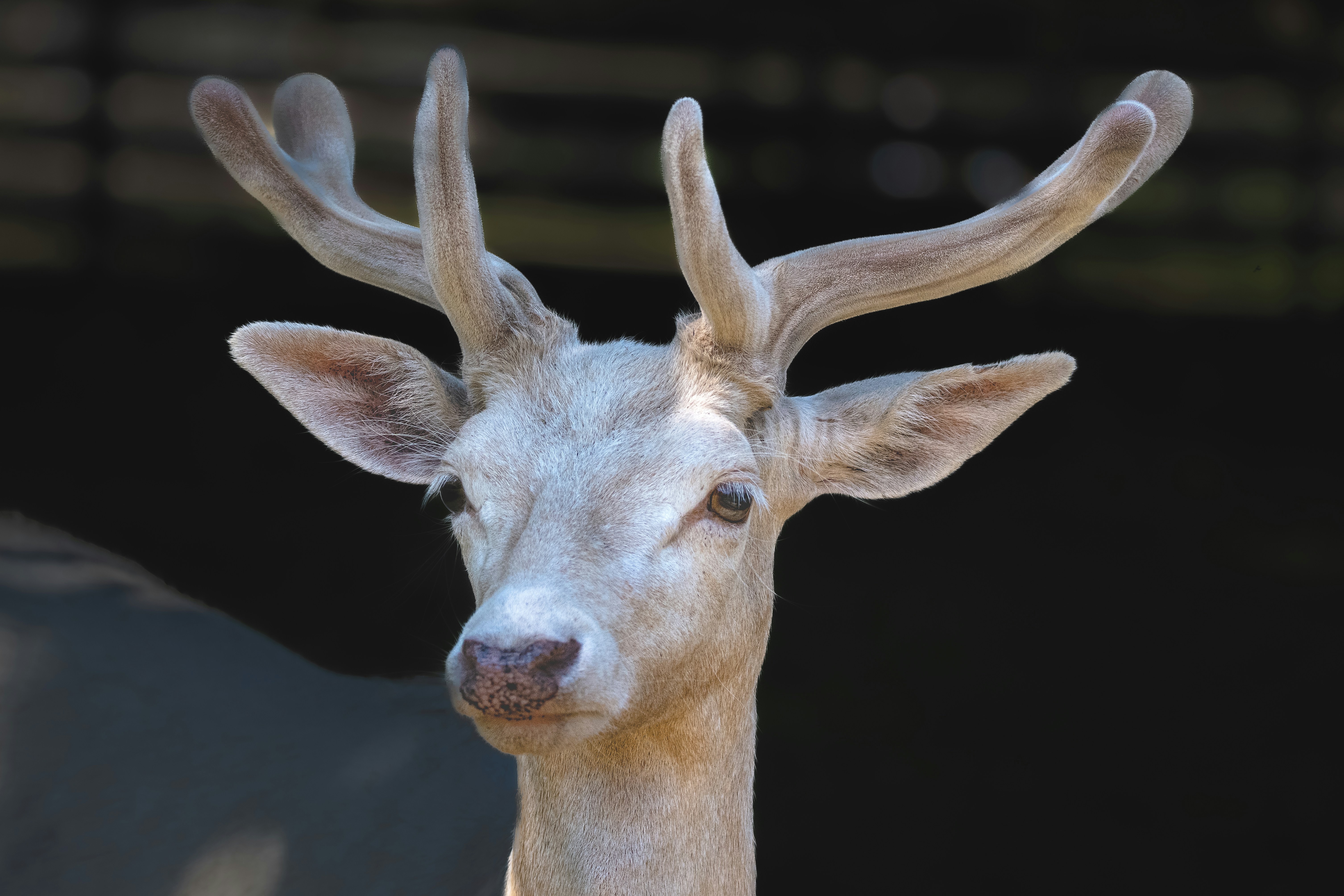 White Deer Rodeo