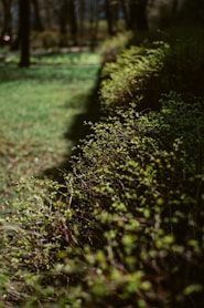 A dog is standing in the grass near a hedge