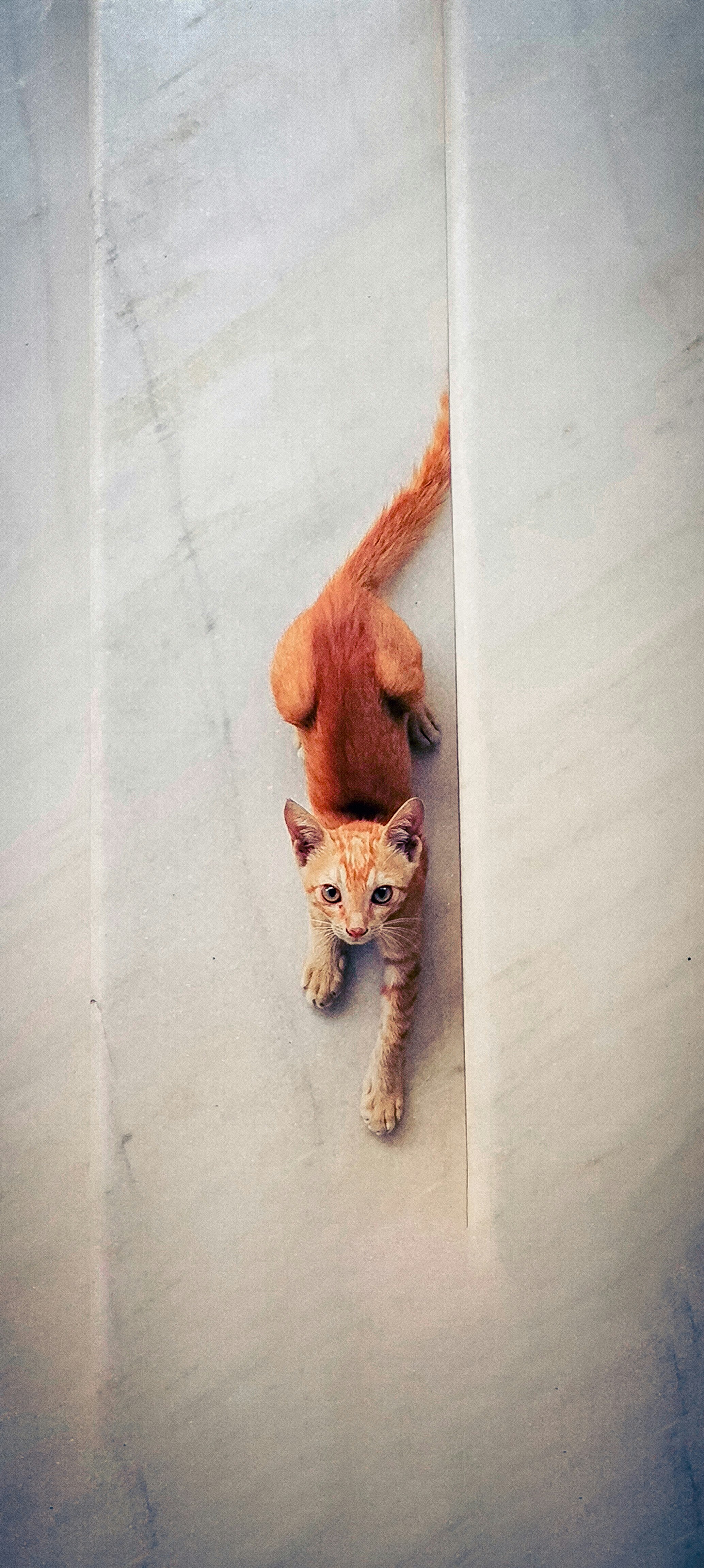 Seekor kucing berdiri di atas dinding putih