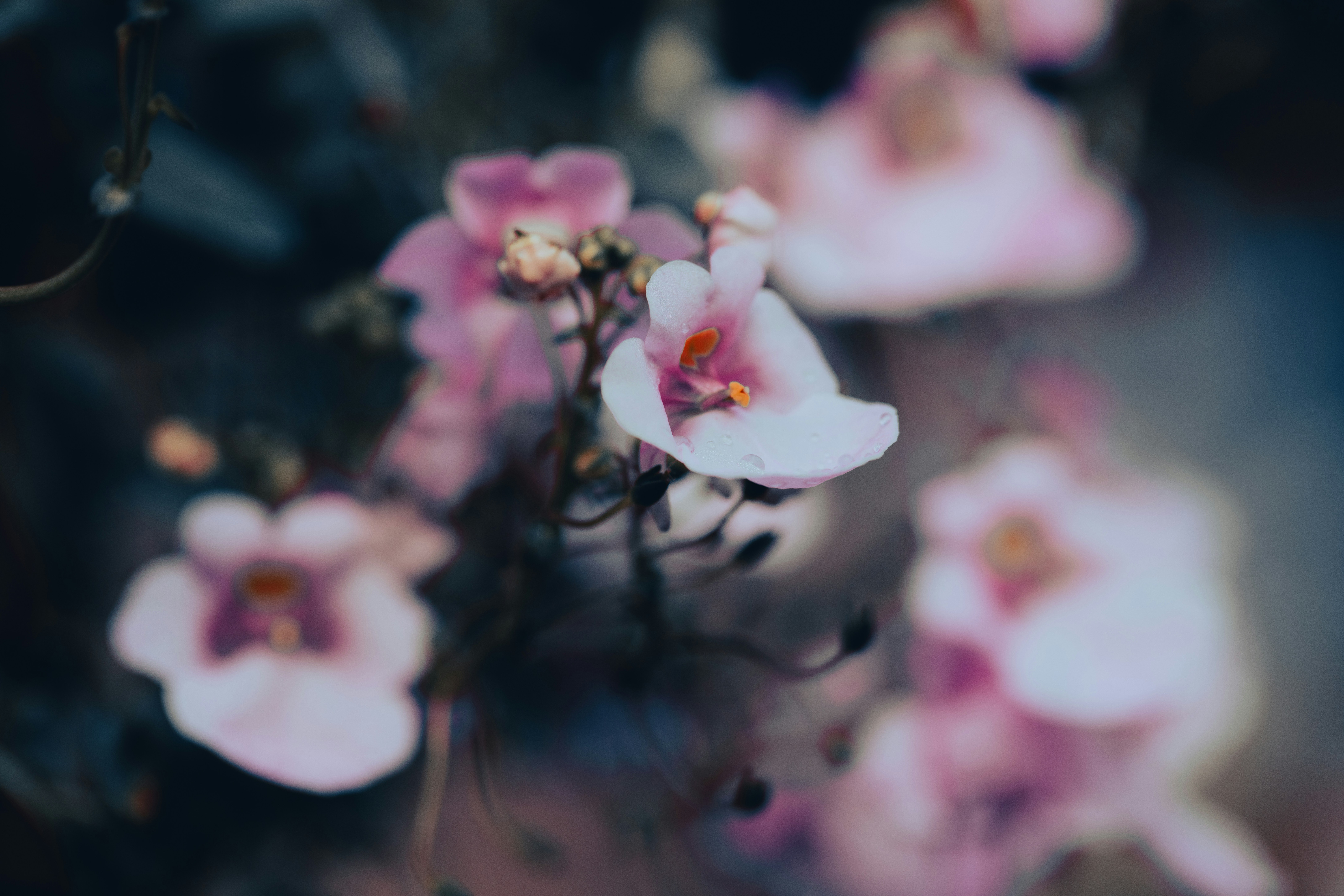 Ein verschwommenes Foto eines Blumenstraußes