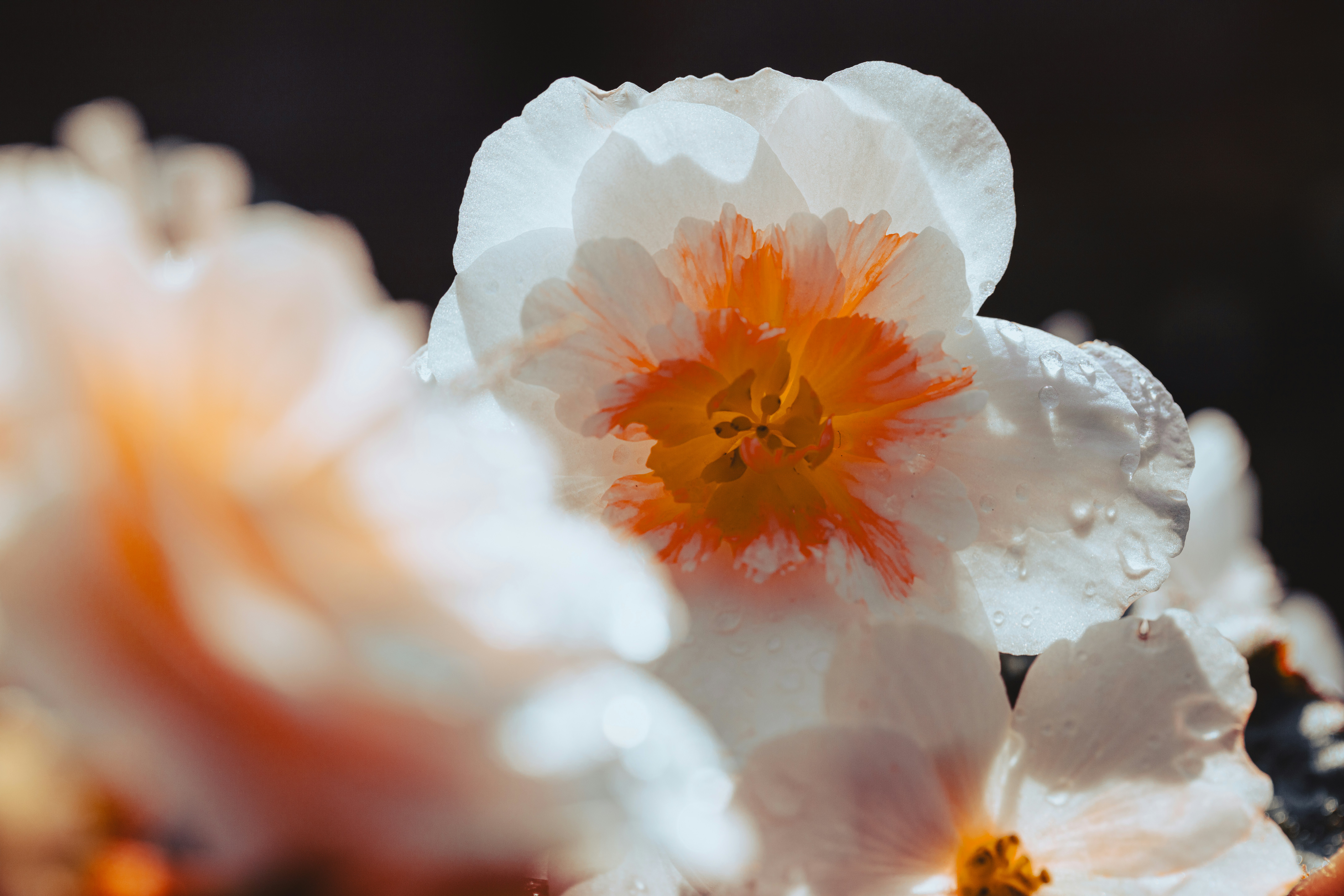 Weiße und orangefarbene Blüten mit Wassertropfen darauf