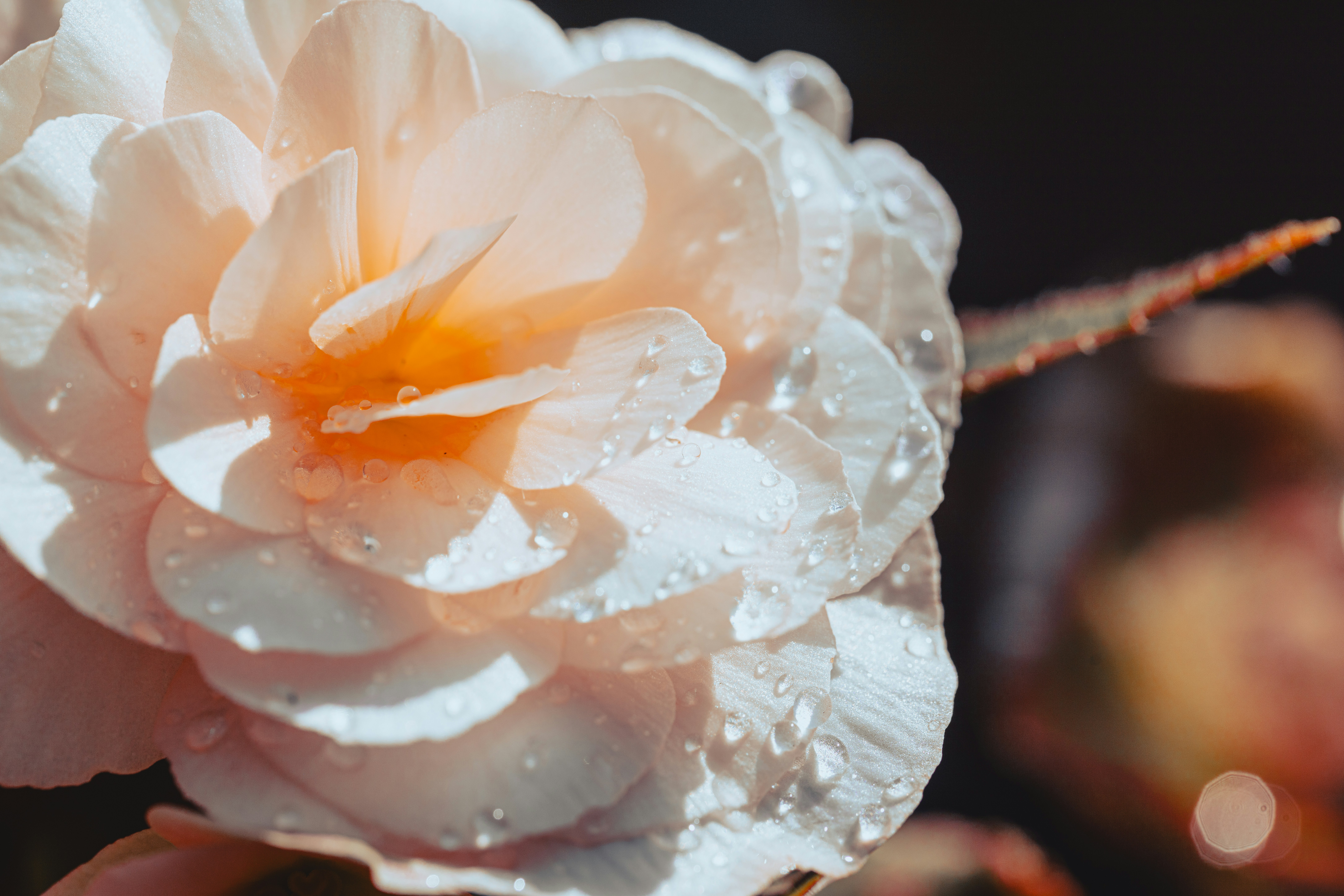 Eine weiße Blume mit Wassertropfen darauf