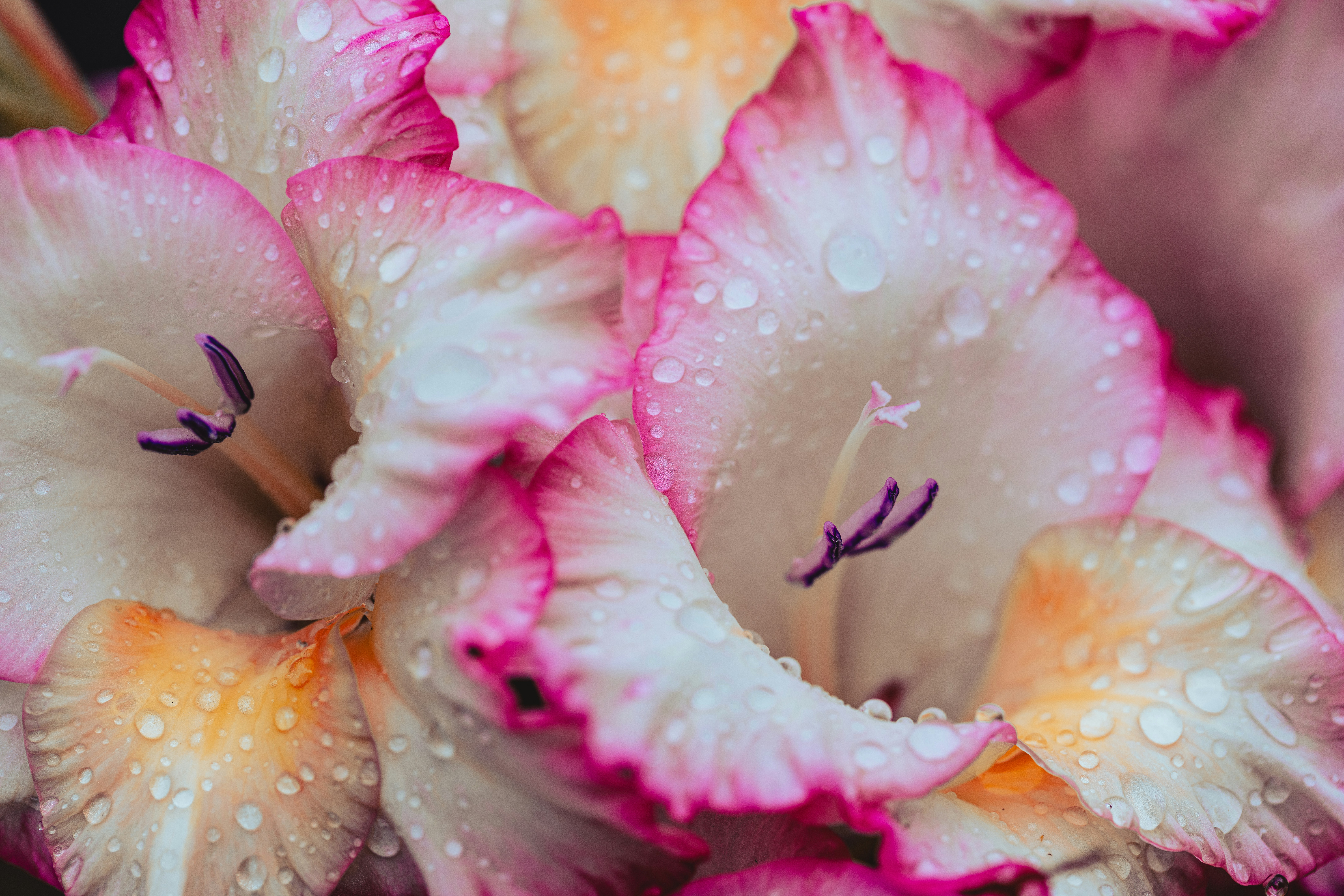 Rosa und weiße Blüten mit Wassertropfen darauf