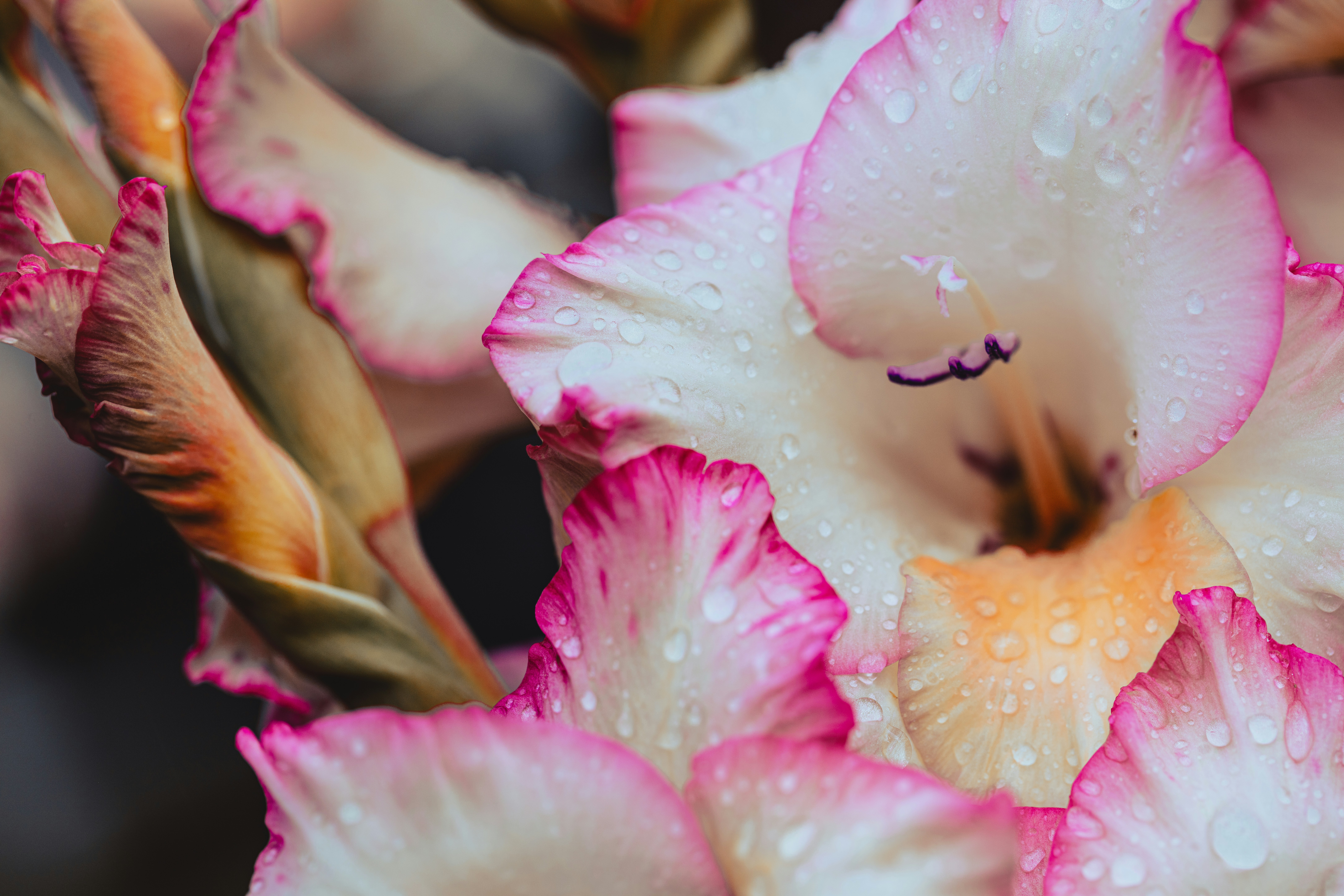 Eine Nahaufnahme einer rosa-weißen Blume
