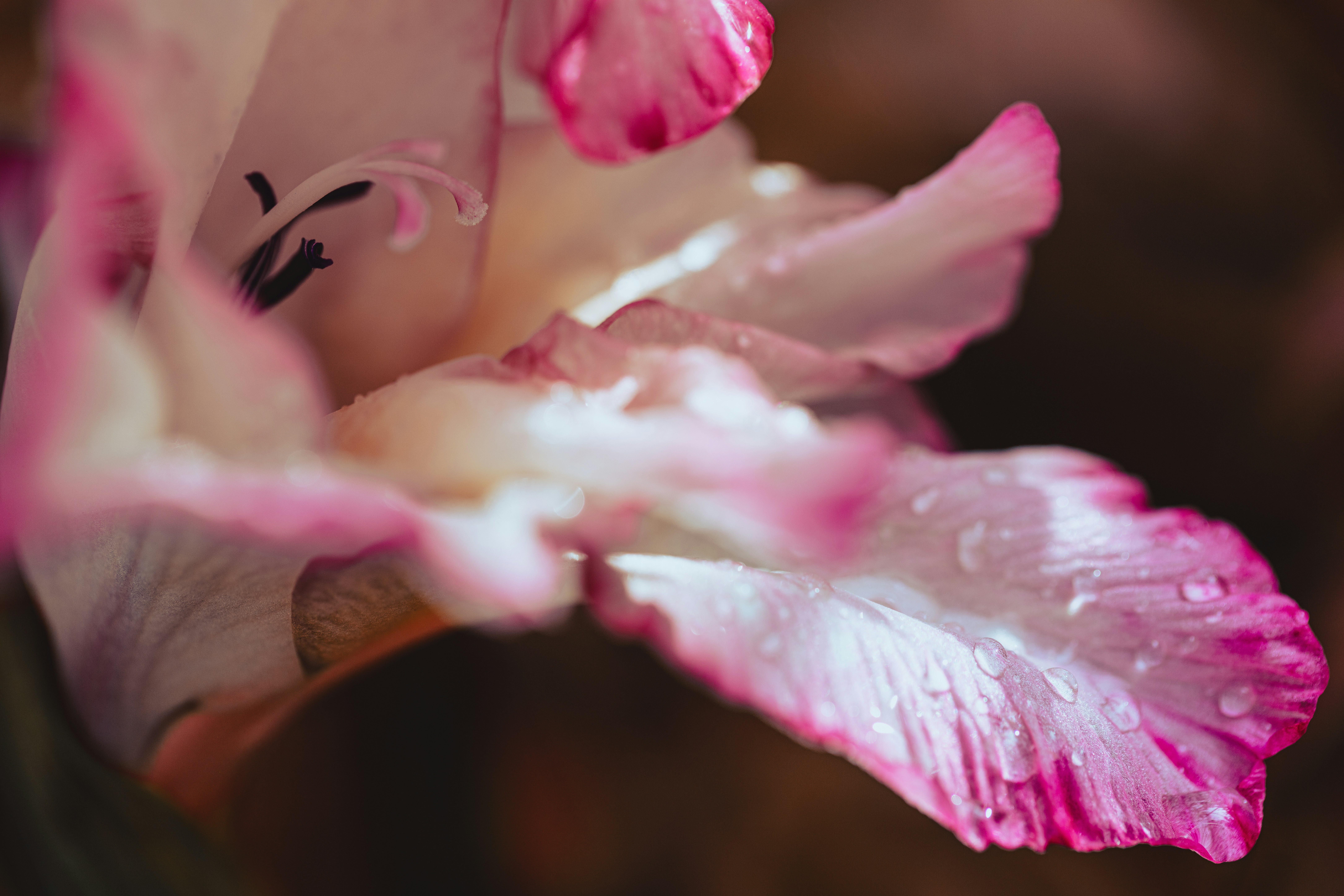 Nahaufnahme einer Blume mit rosa Blütenblättern