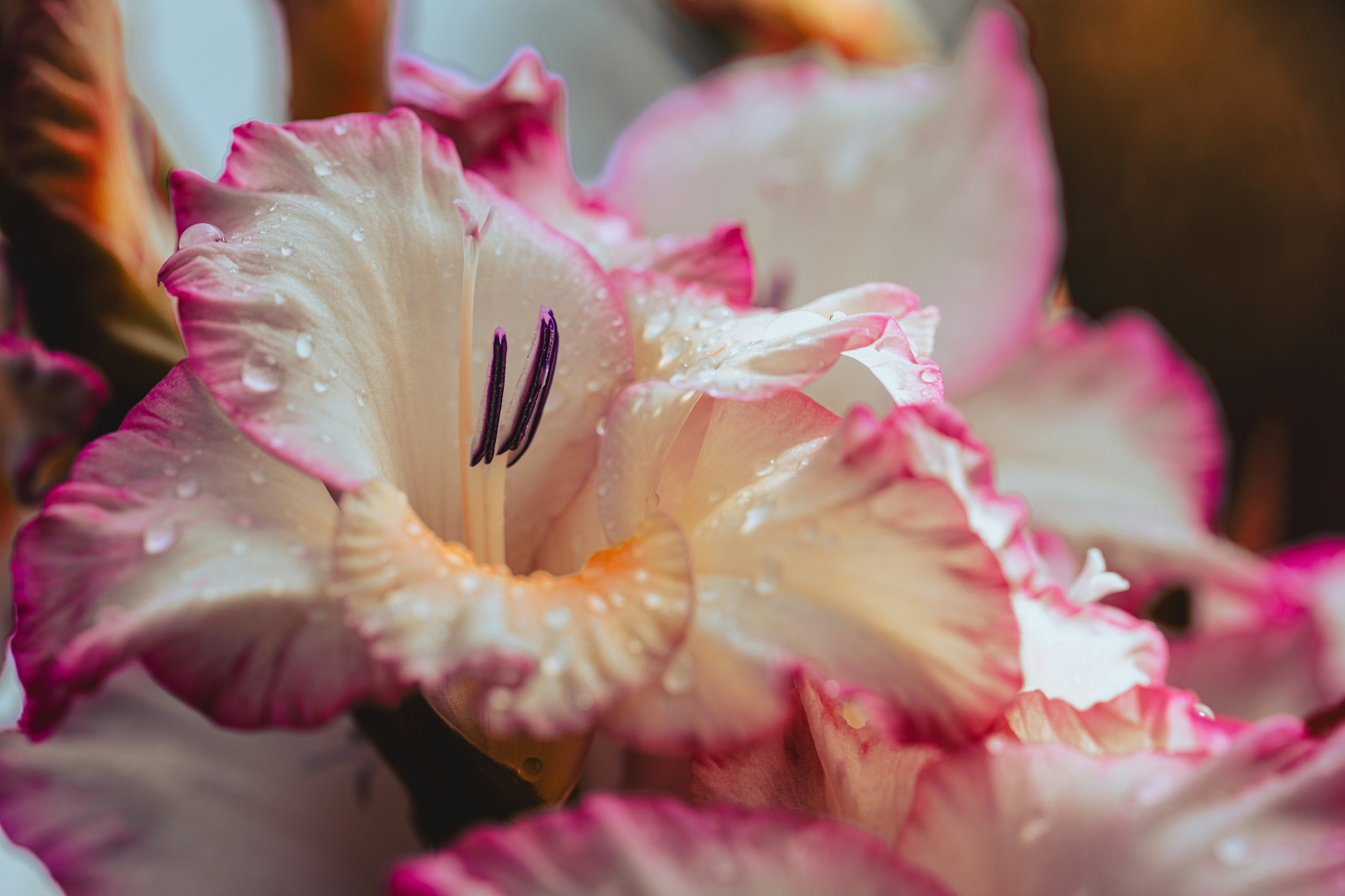 Eine Nahaufnahme einer rosa-weißen Blume