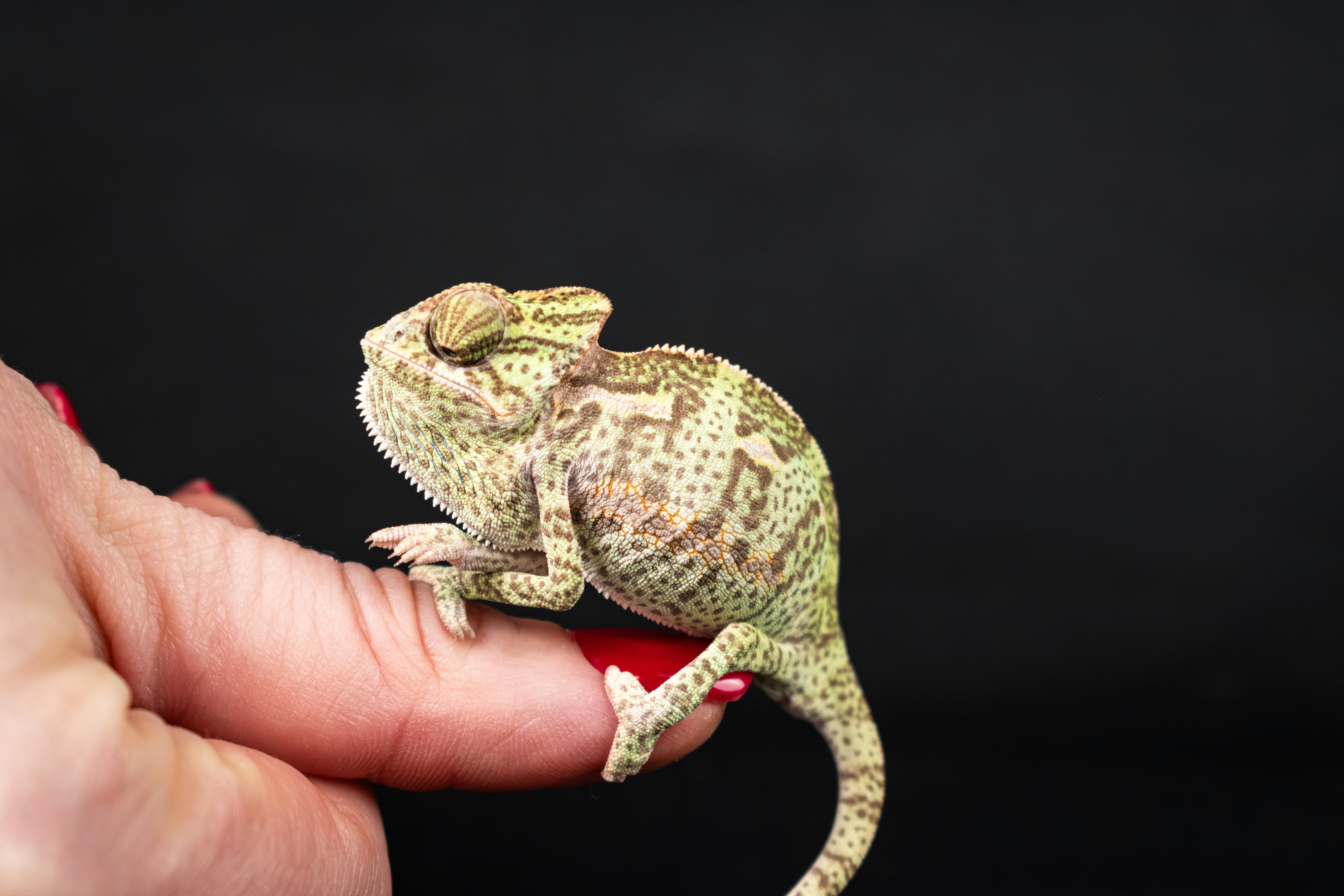 Small toy chameleon in hand
