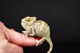 A person holding a small toy chamelon in their hand