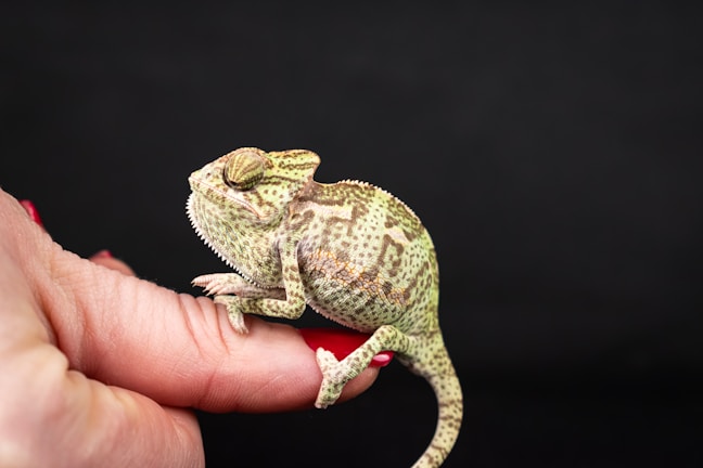 A person holding a small toy chamelon in their hand