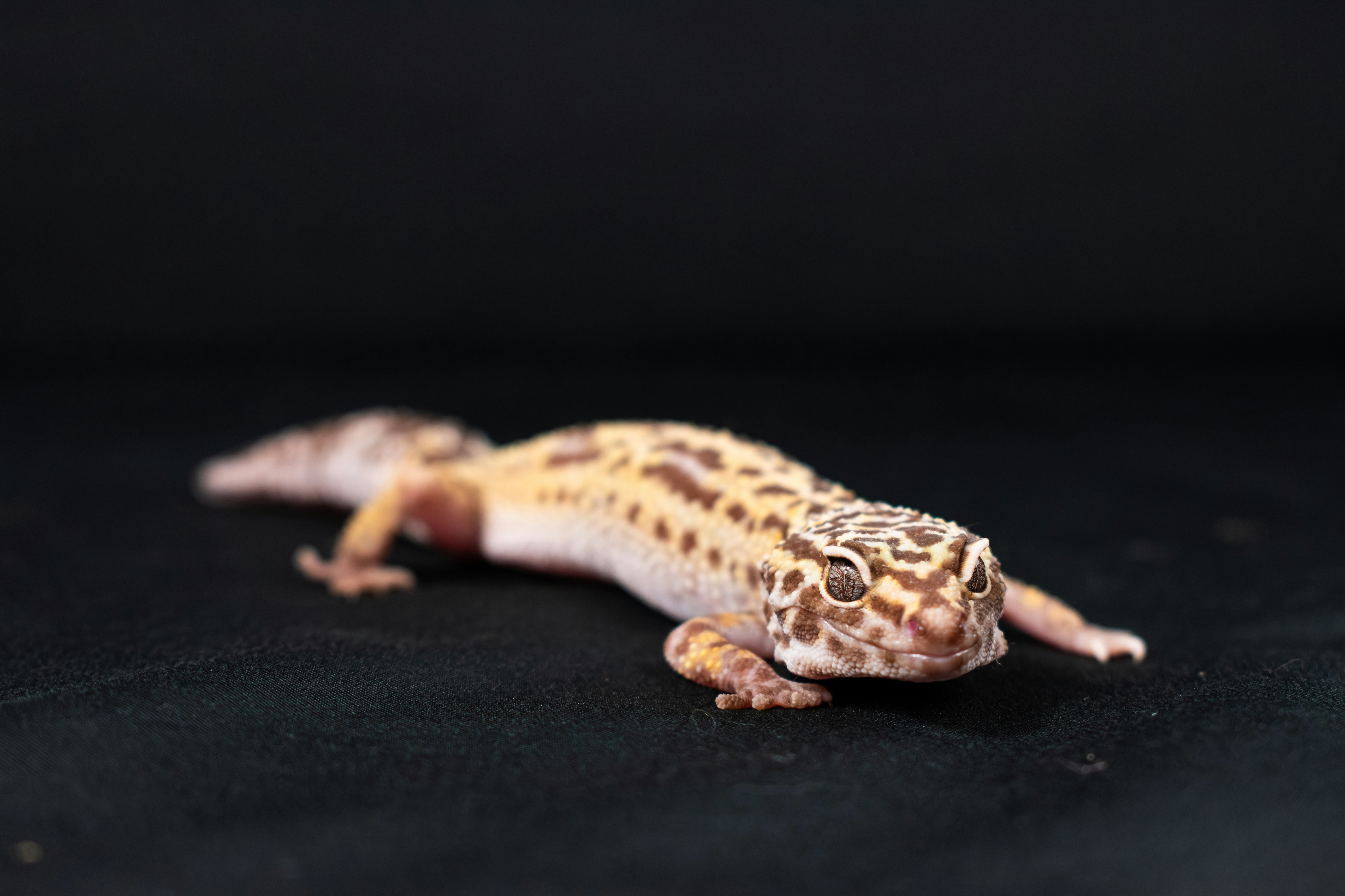 Leopard Geckos: Gentle Lizards With Personality (image credits: unsplash)