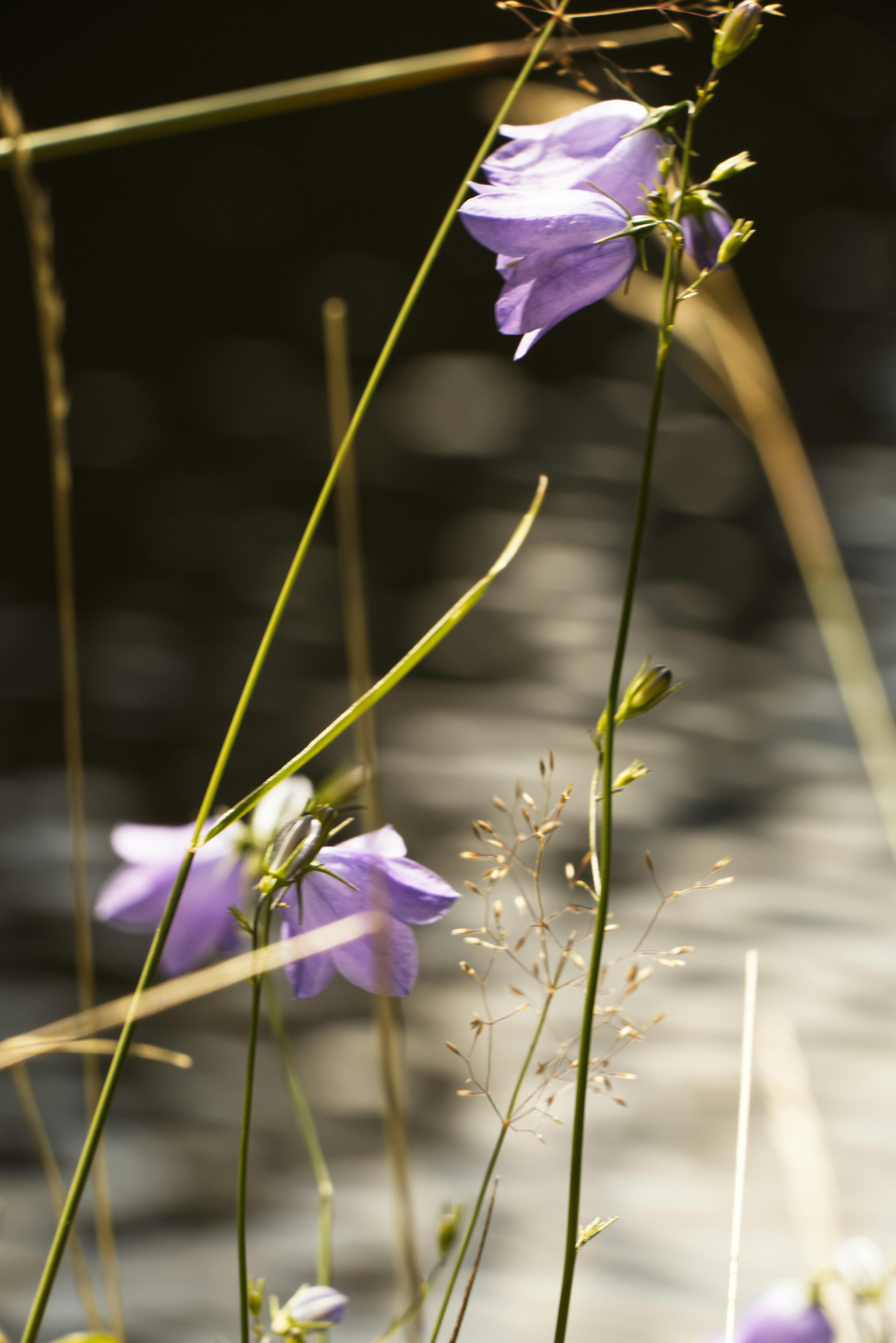 Photo by softlyglimmer