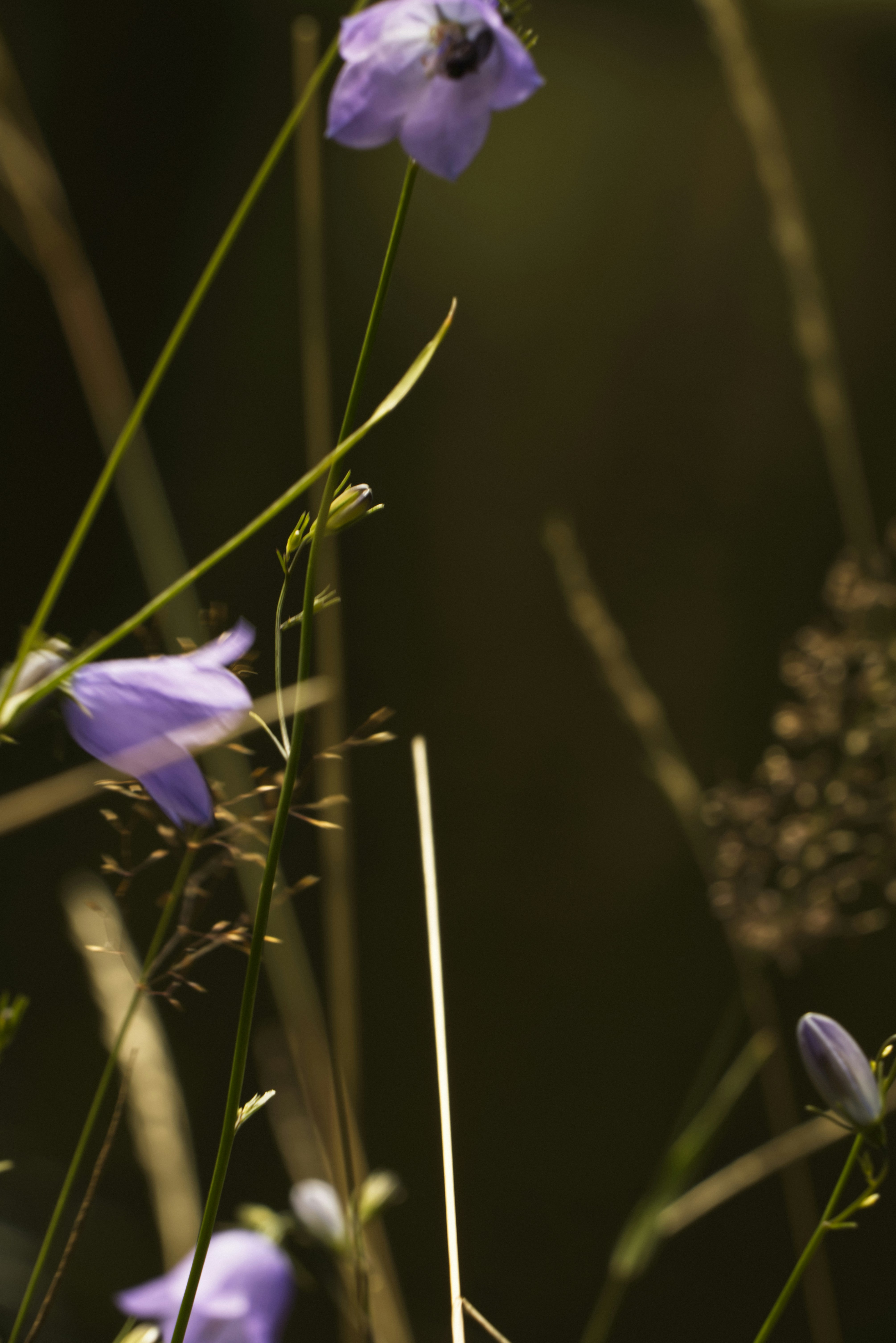 Photo by softlyglimmer