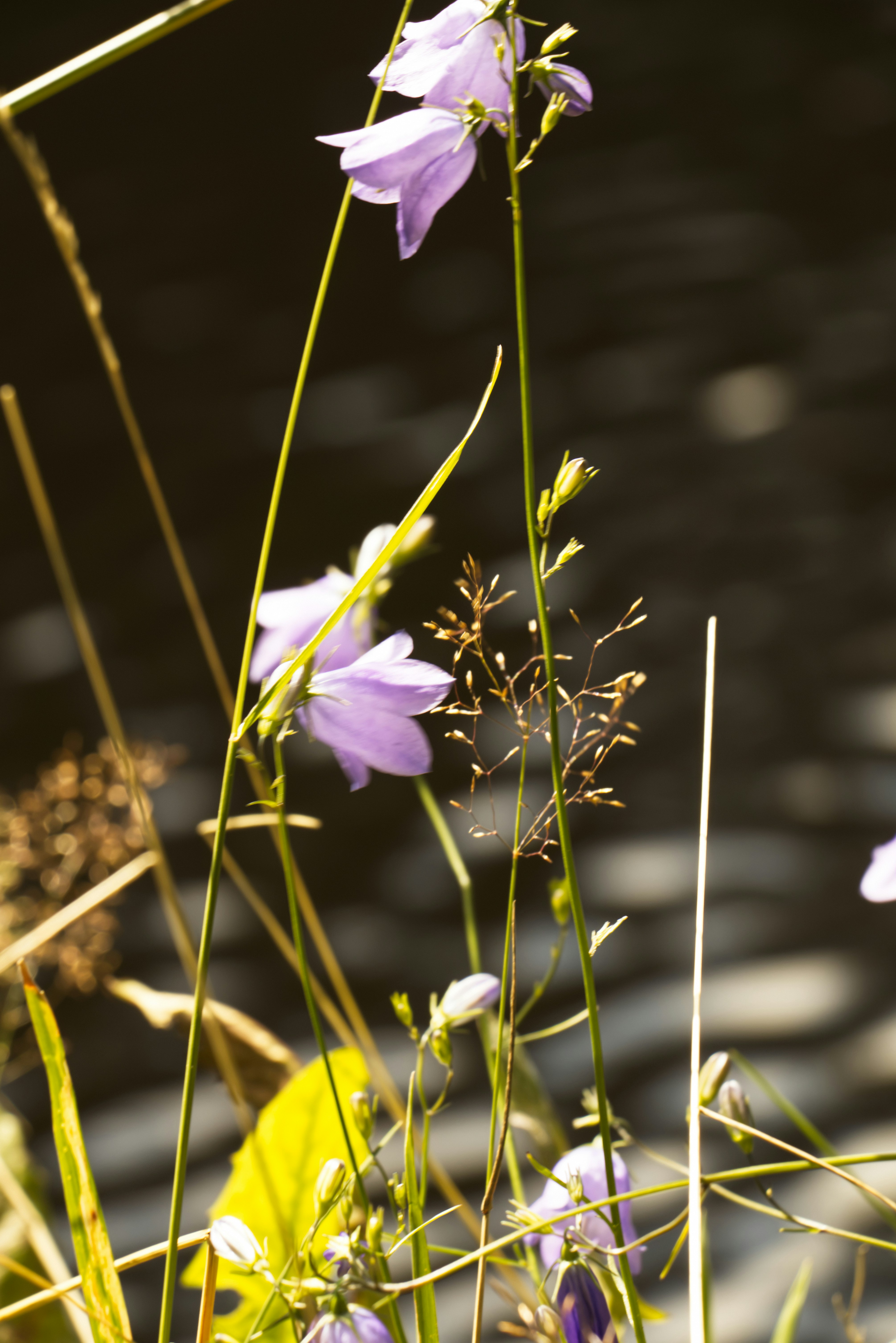 Photo by softlyglimmer