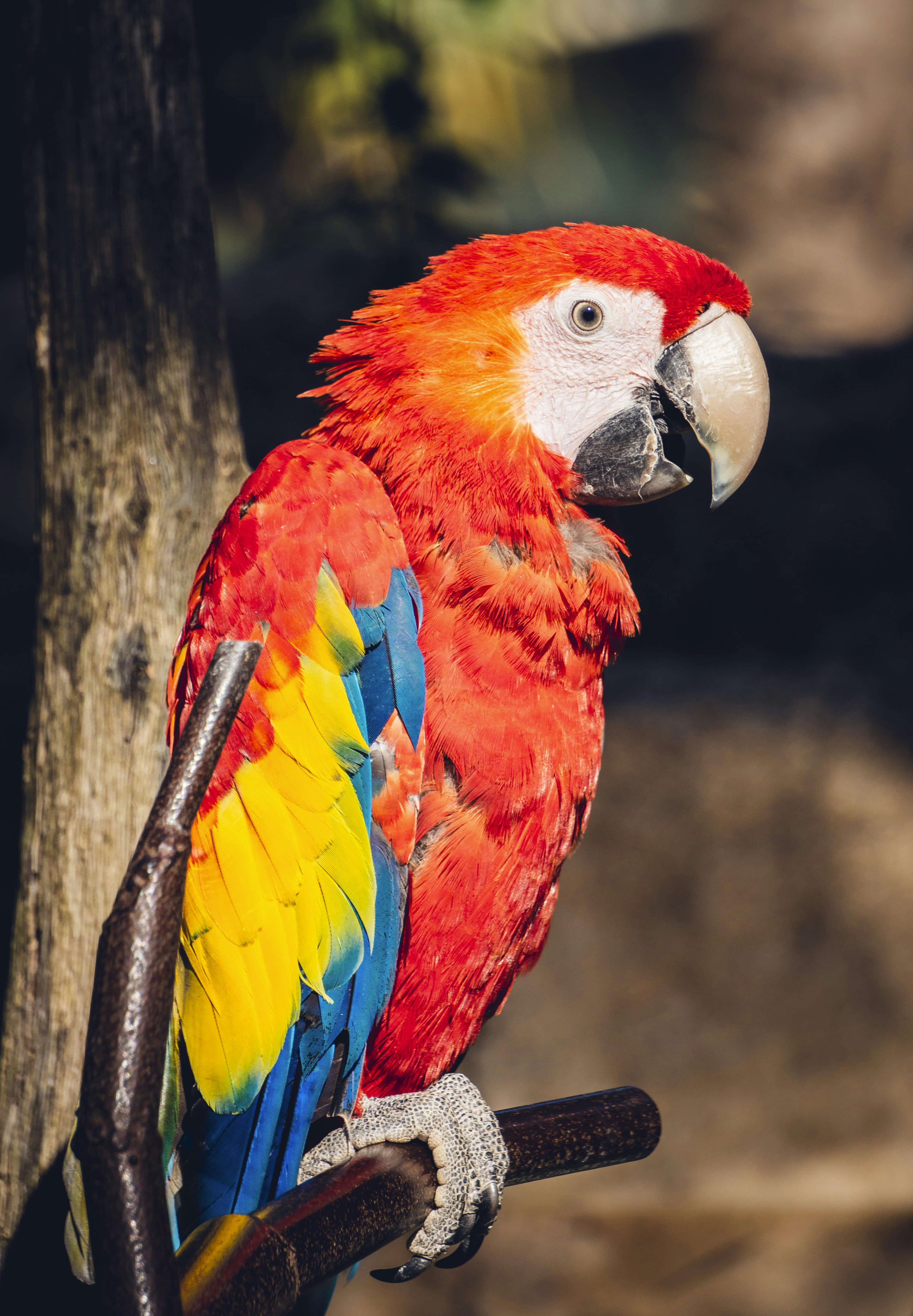 Mediation animale Alsace