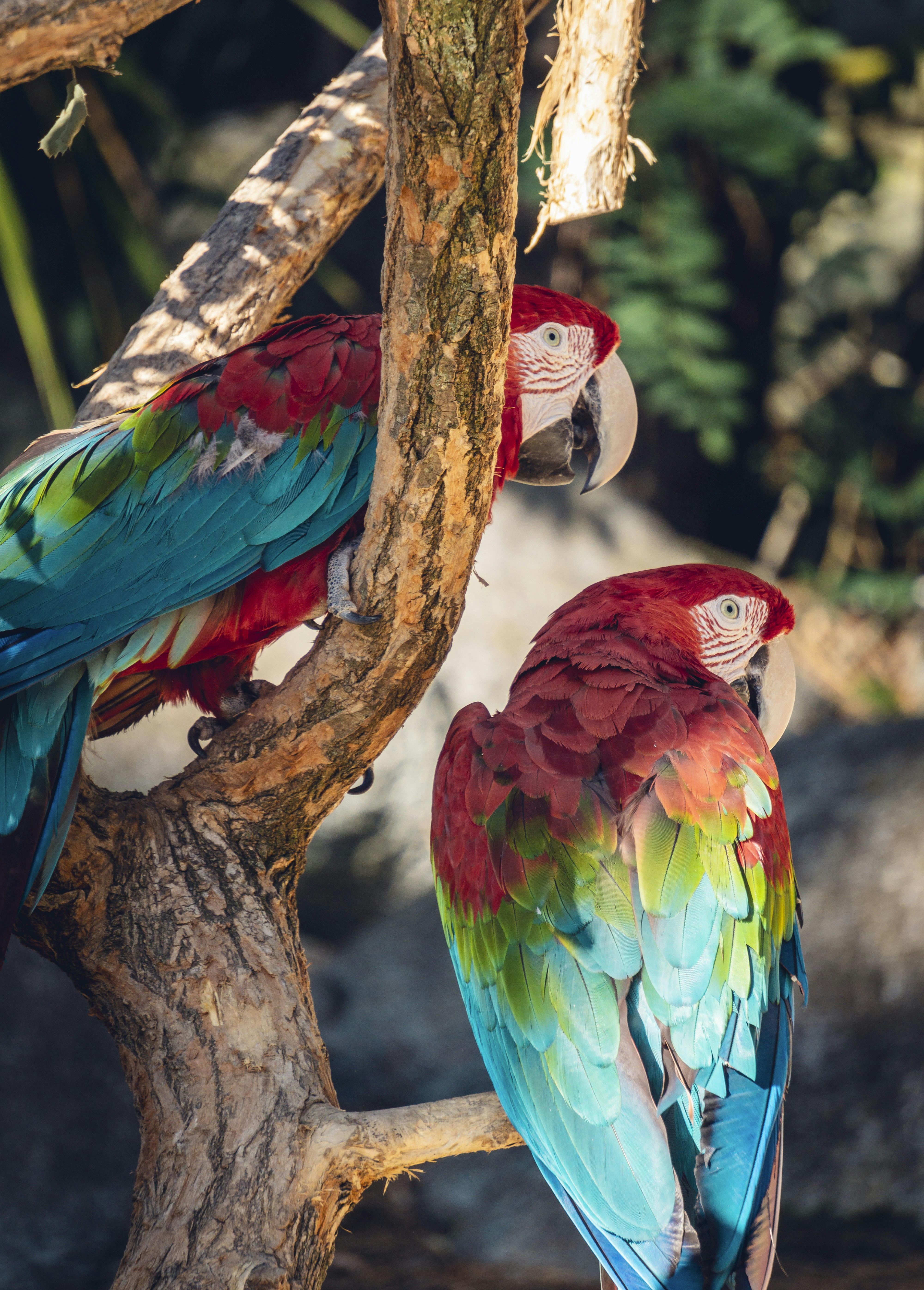 Perroquets.   Brésil.