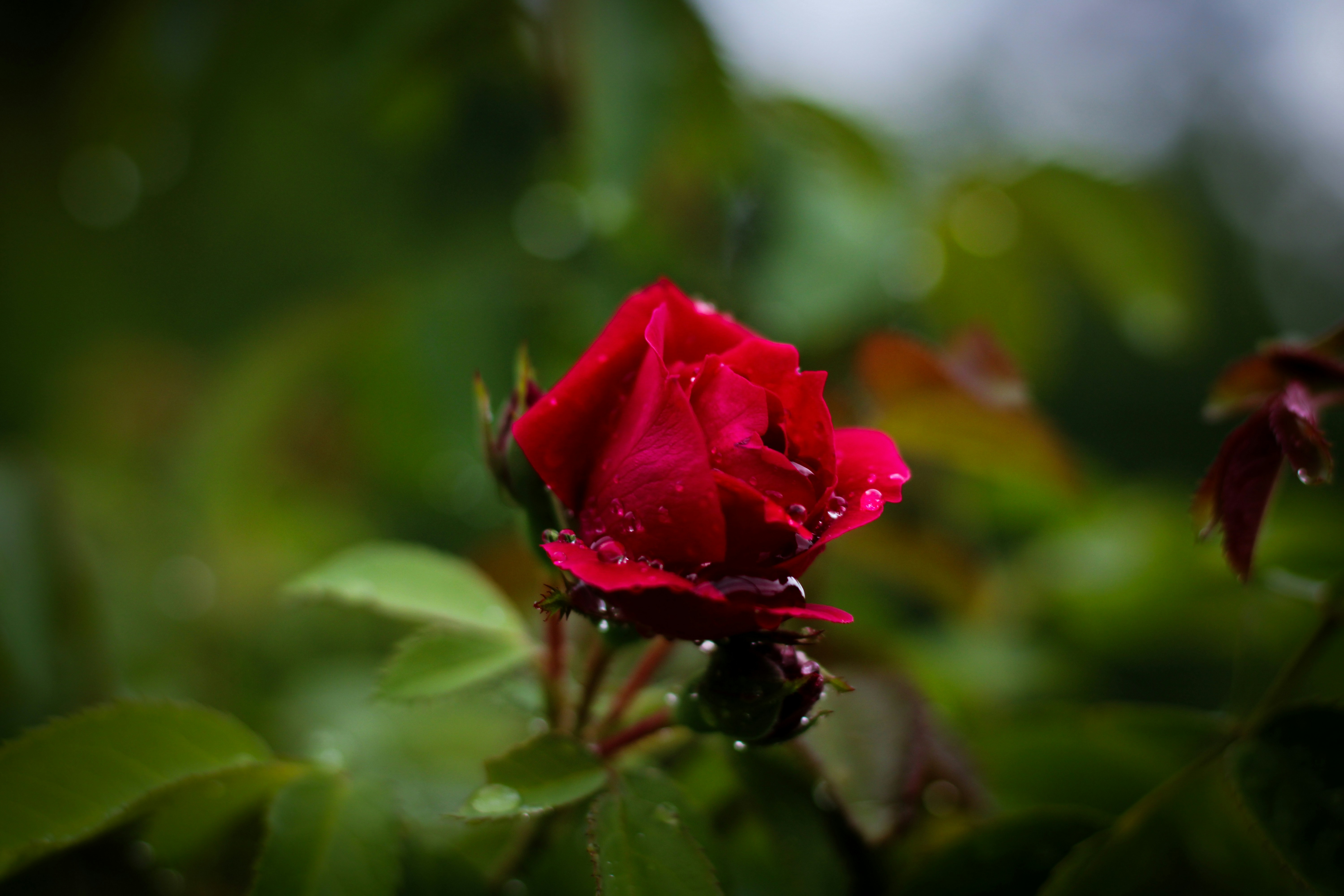 Photo by that_one_ukrainian