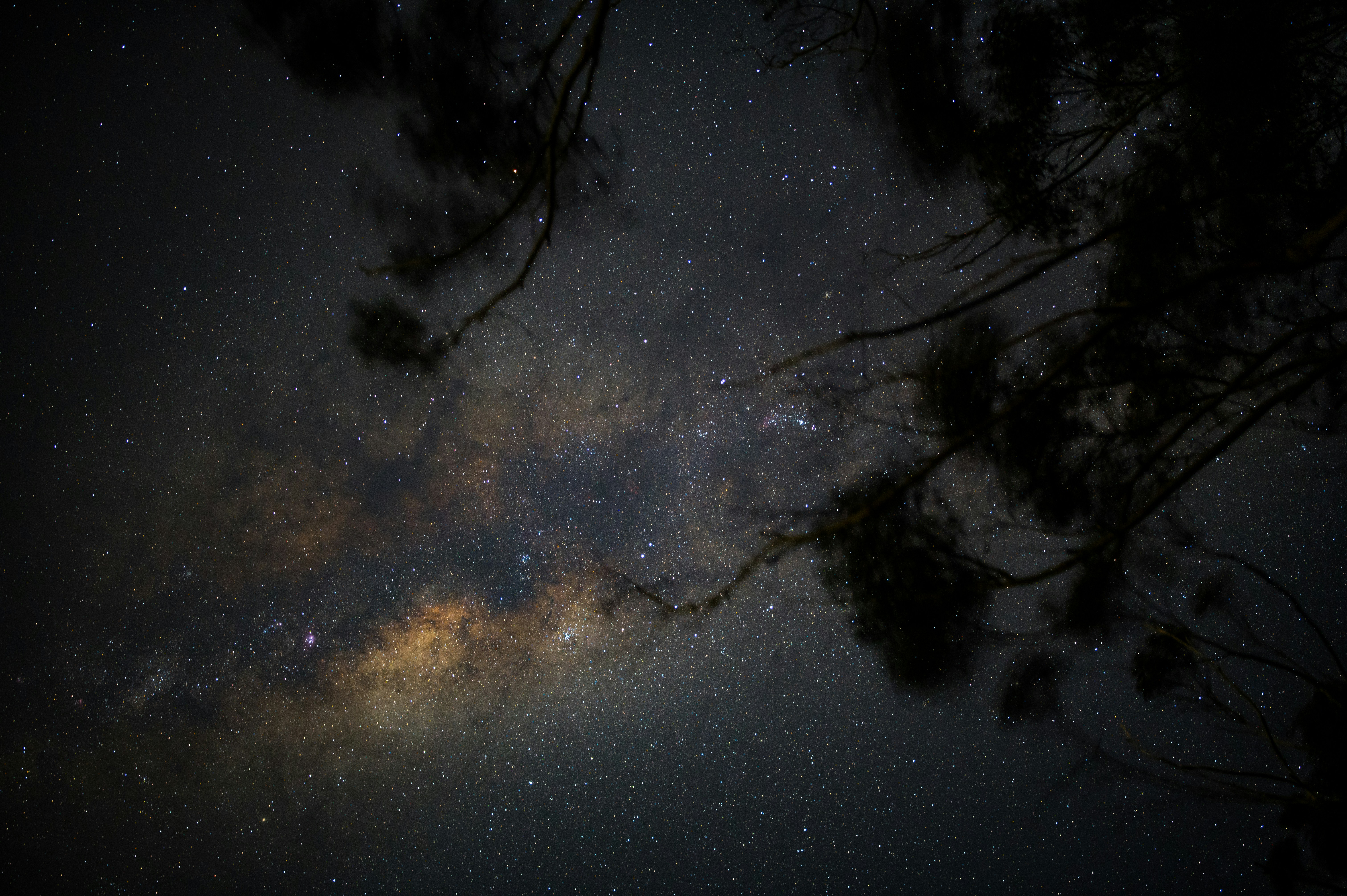 The night sky is filled with stars and trees photo – Free Springbrook ...