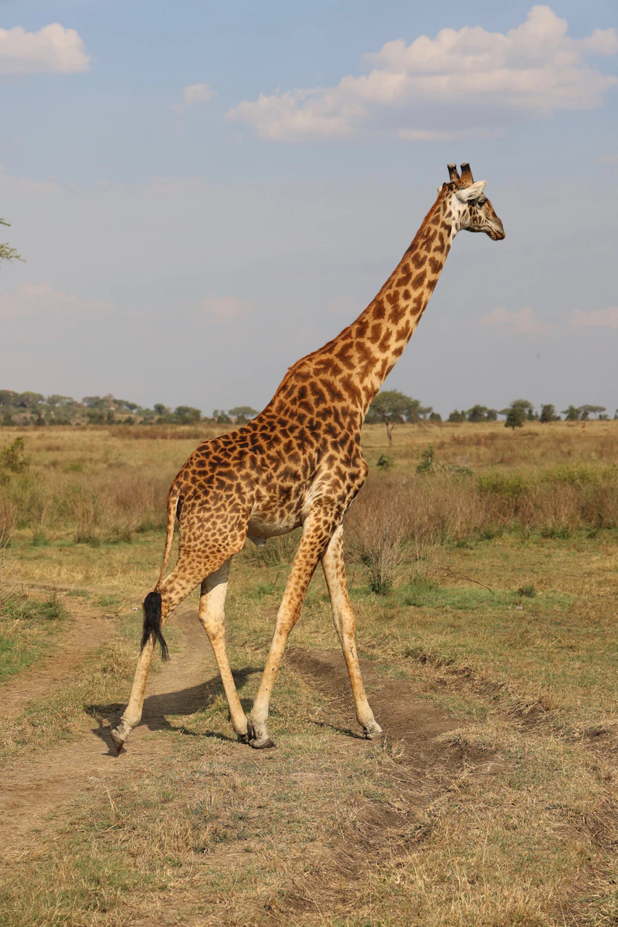 Giraffe walking across the grassland