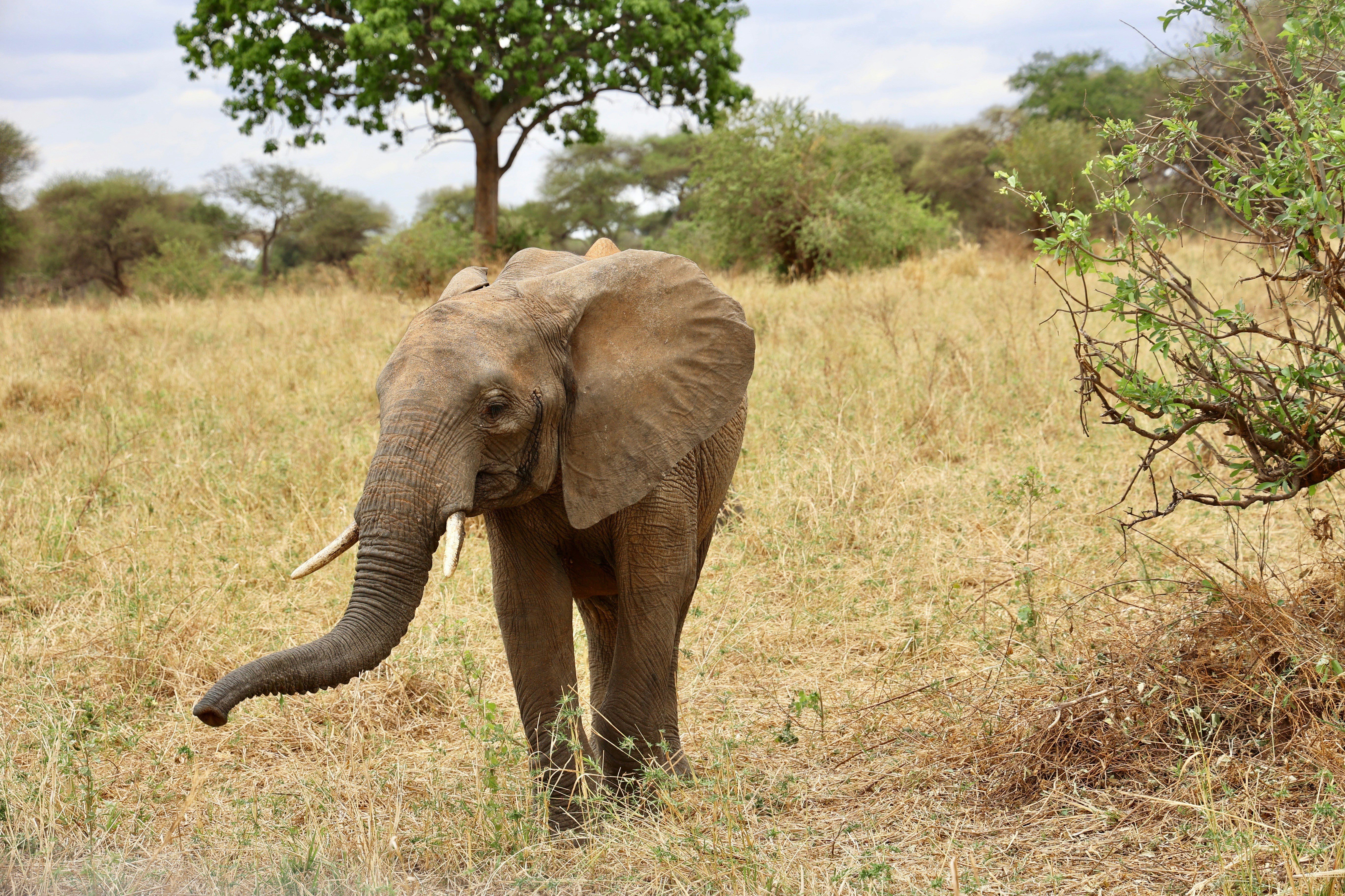 Photo by uzuri_safaris_tanzania